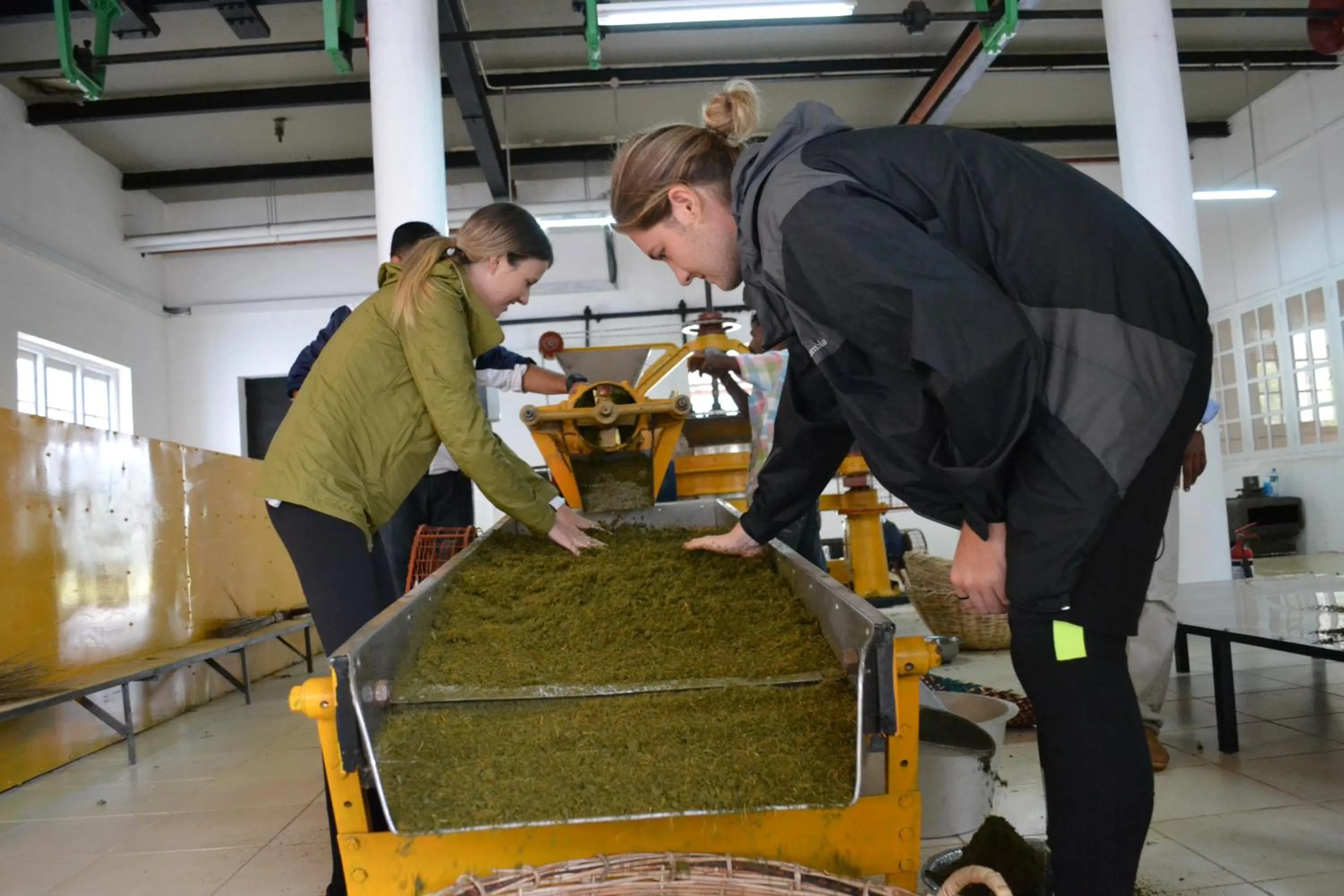 People in Tea and Experience Factory - Thema Collection