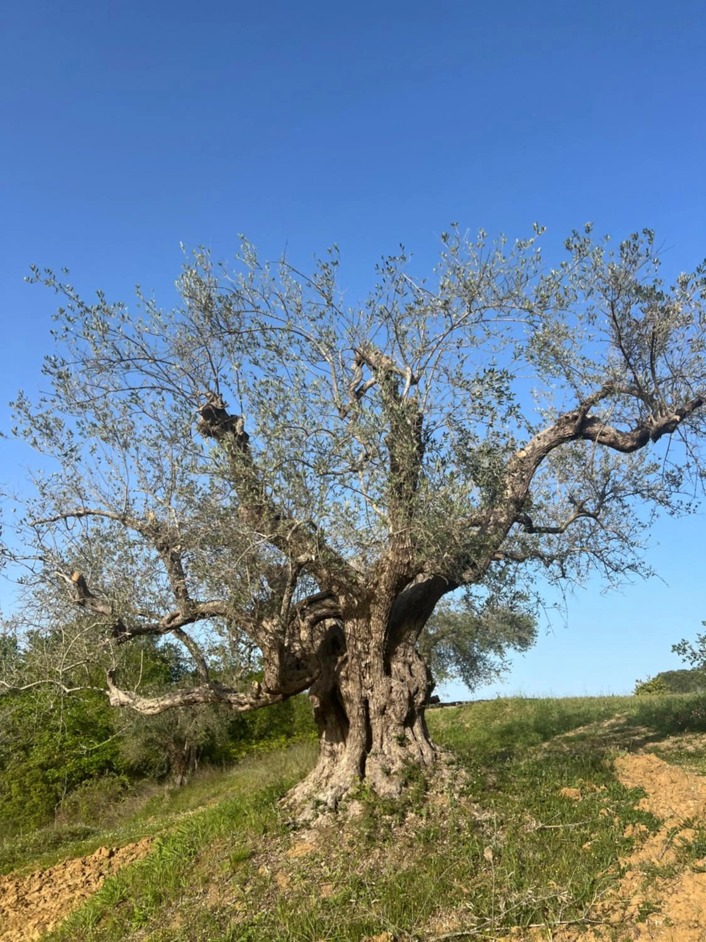 Natural landscape in Agriresort Villa Bentivoglio