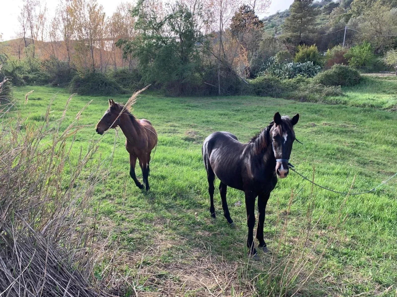 Animals in Agriresort Villa Bentivoglio