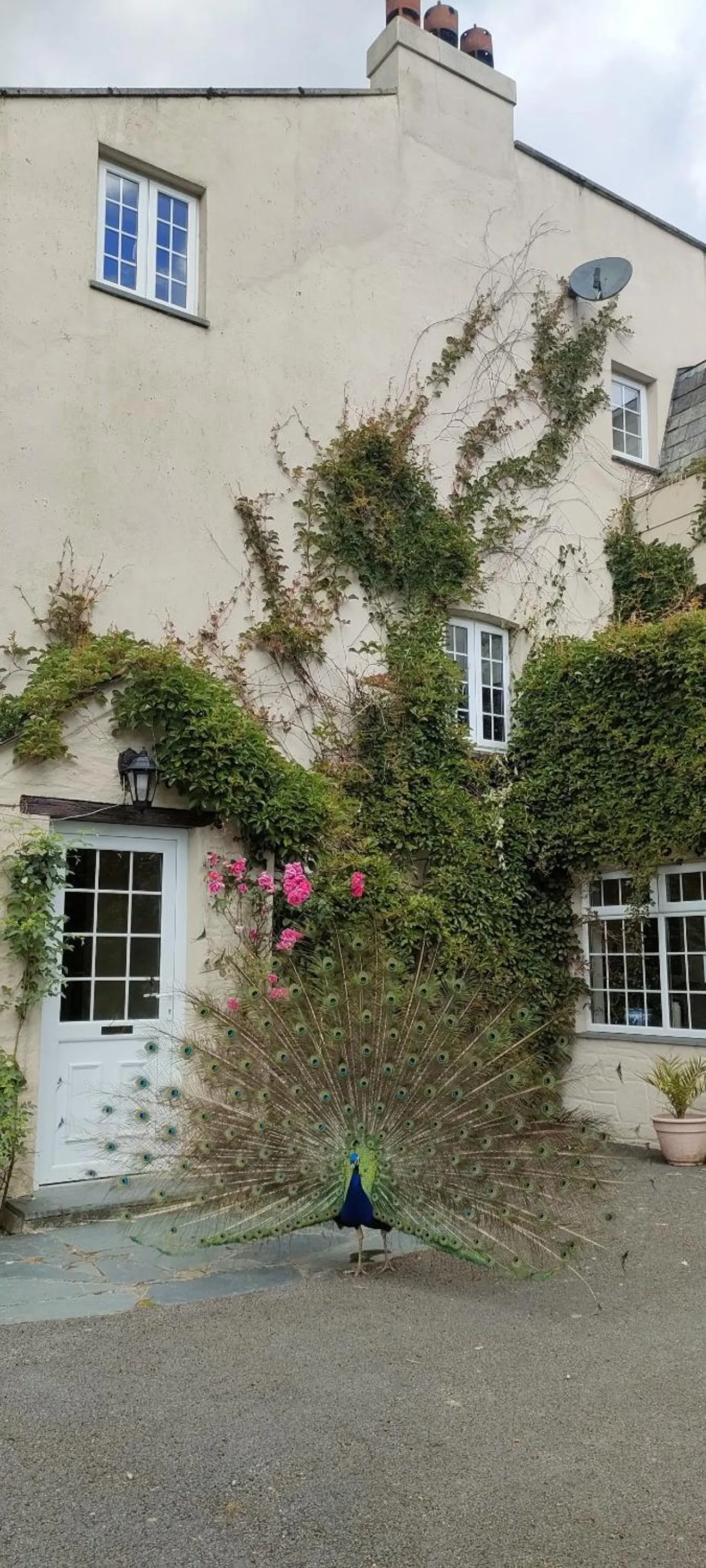 Property building in Great Trethew Hotel - Self Catering Lodges - Bar & Restaurant