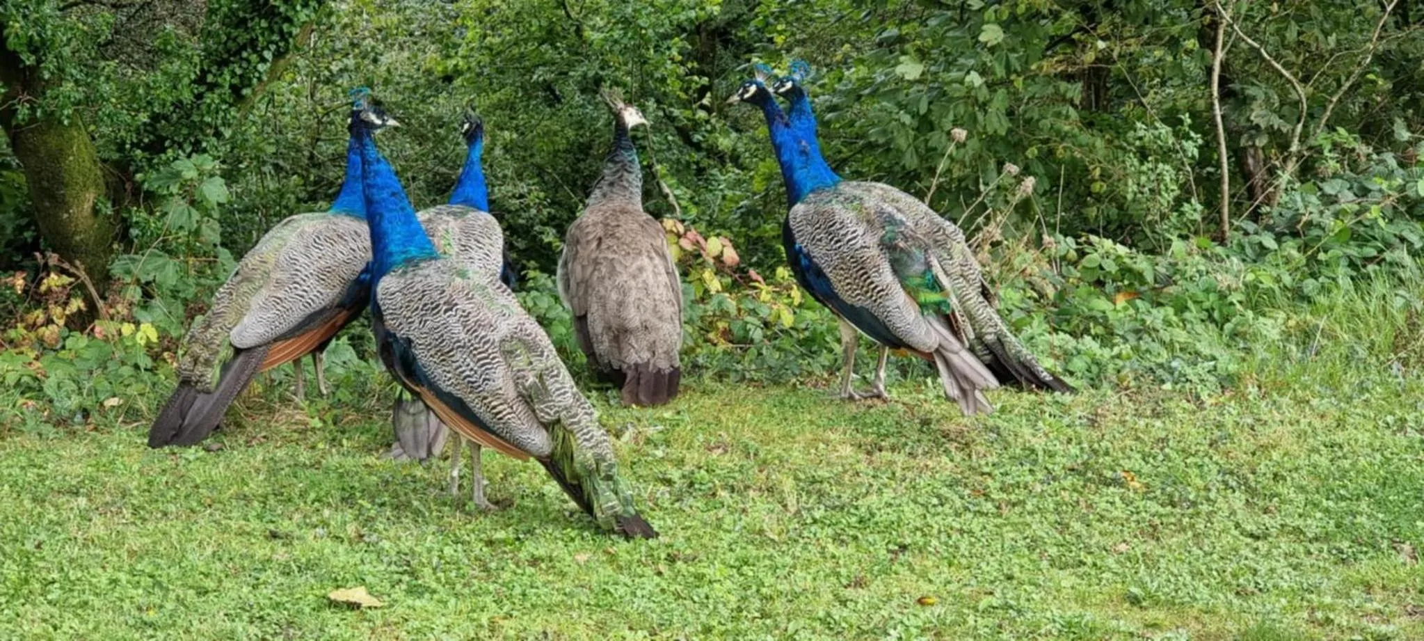 Property building in Great Trethew Hotel - Self Catering Lodges - Bar & Restaurant