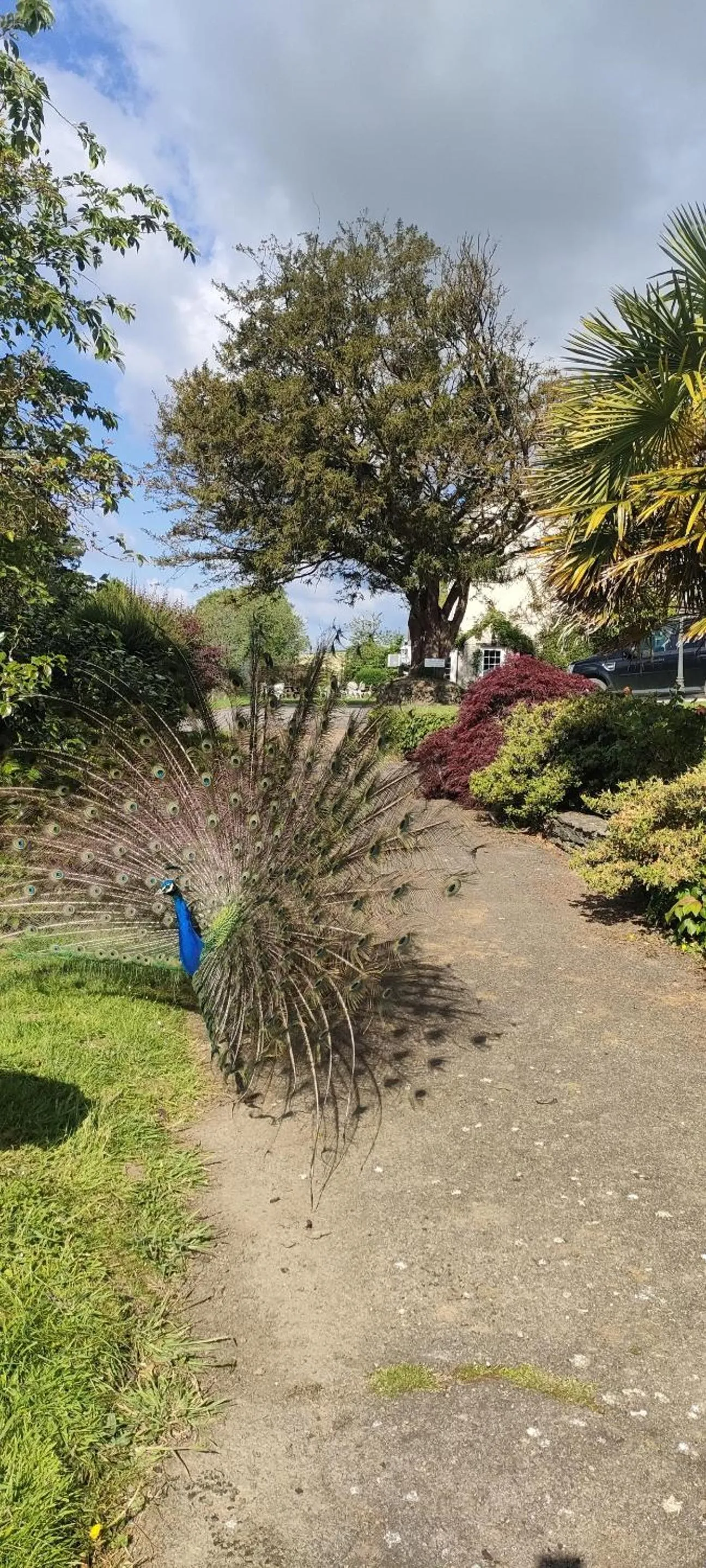 Garden in Great Trethew Hotel - Self Catering Lodges - Bar & Restaurant