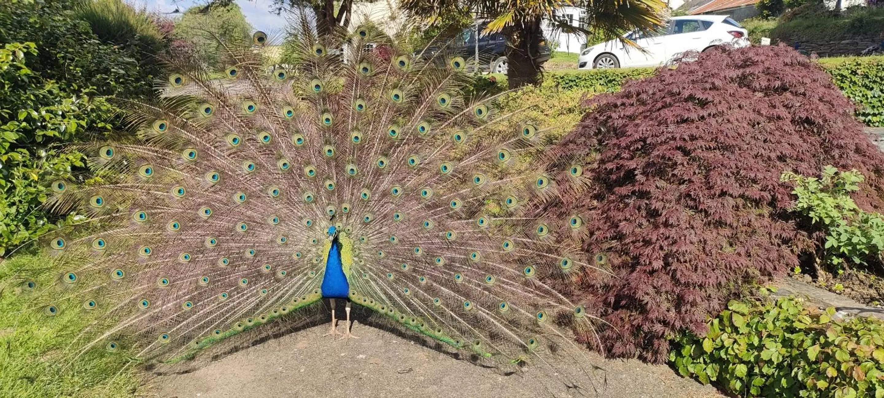 Property building in Great Trethew Hotel - Self Catering Lodges - Bar & Restaurant