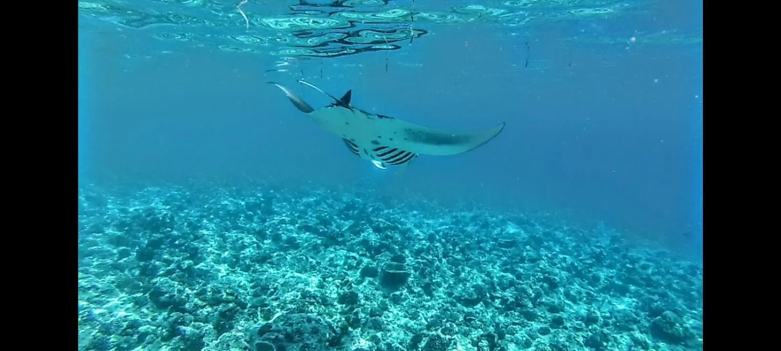 Animals in Moodhumaa Inn