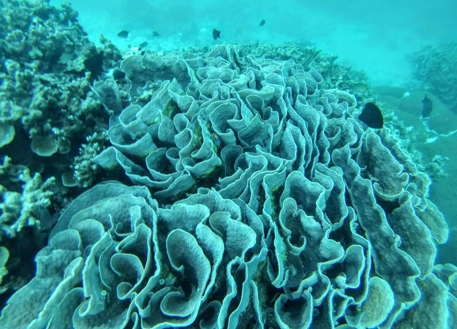 Animals in Moodhumaa Inn