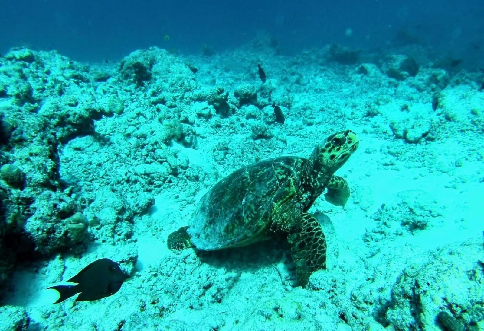 Animals in Moodhumaa Inn