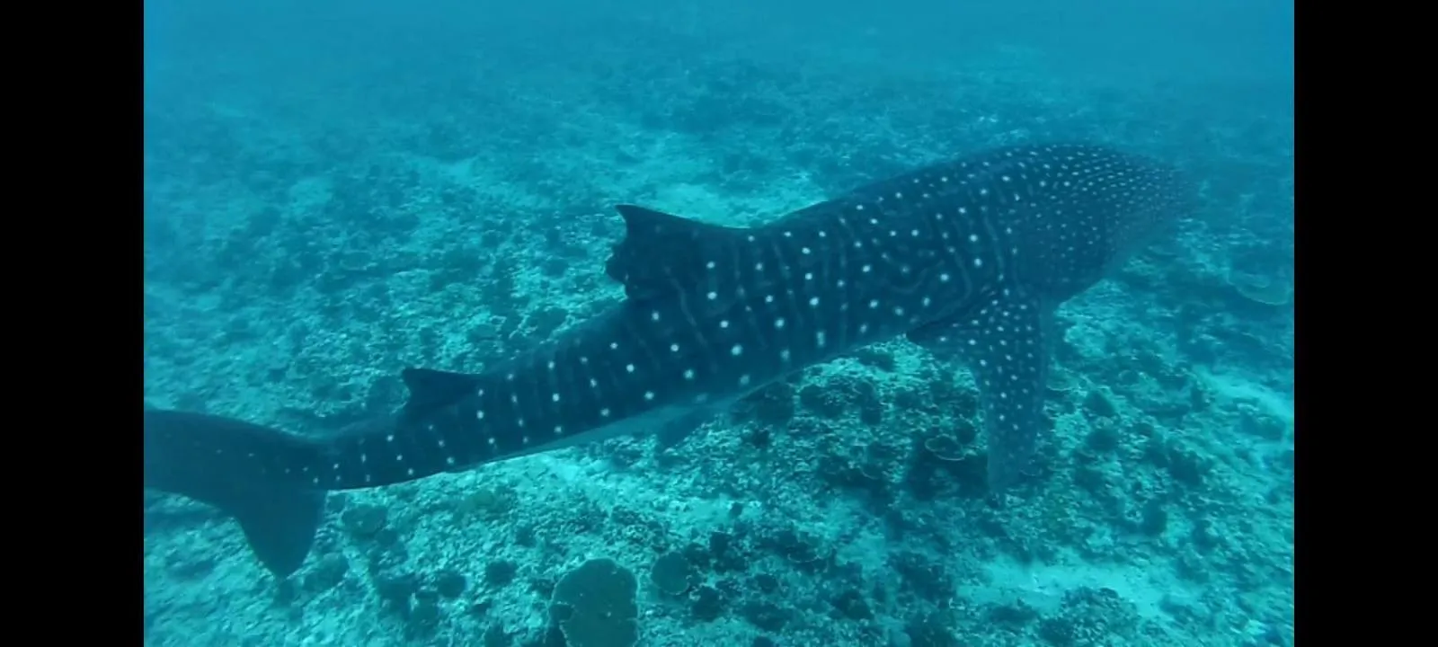Animals in Moodhumaa Inn