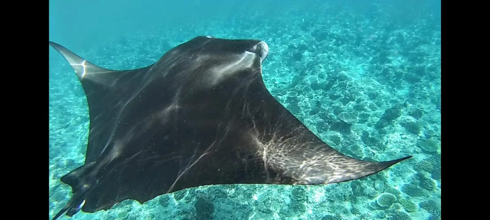 Animals in Moodhumaa Inn