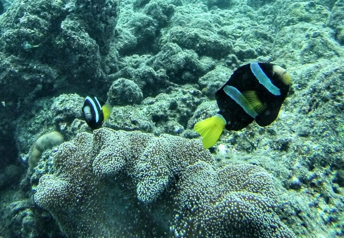 Animals in Moodhumaa Inn