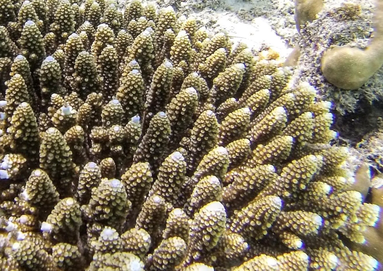 Animals in Moodhumaa Inn