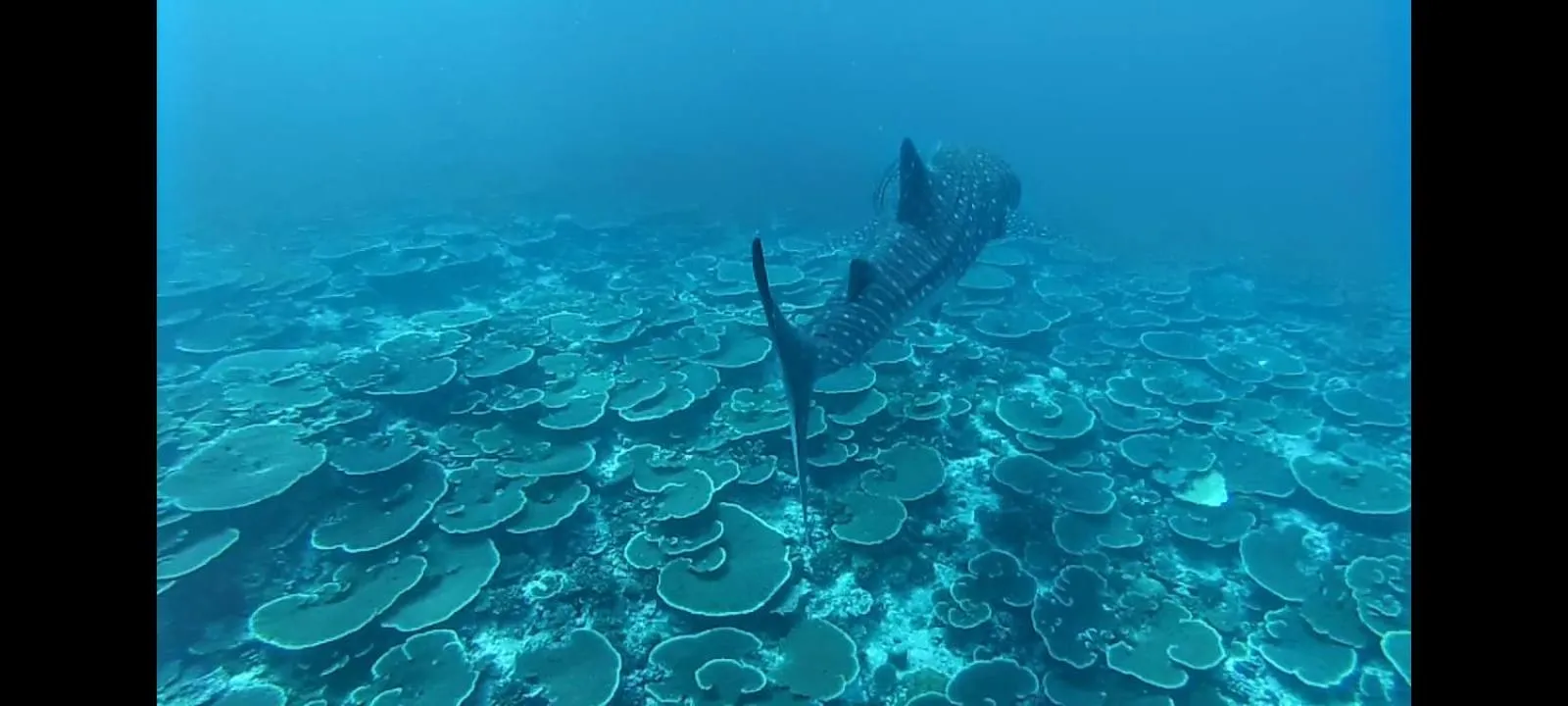Animals in Moodhumaa Inn
