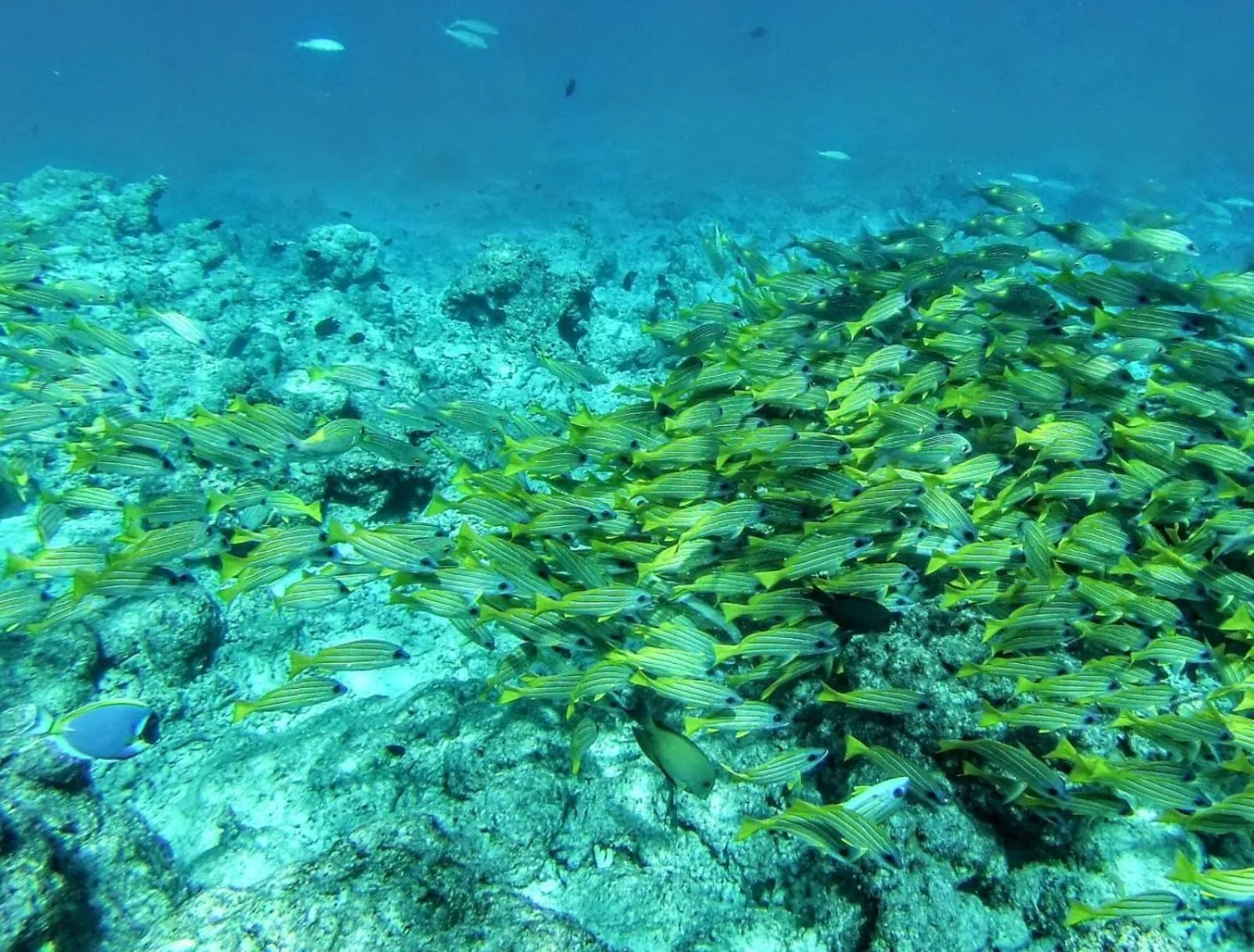 Animals in Moodhumaa Inn