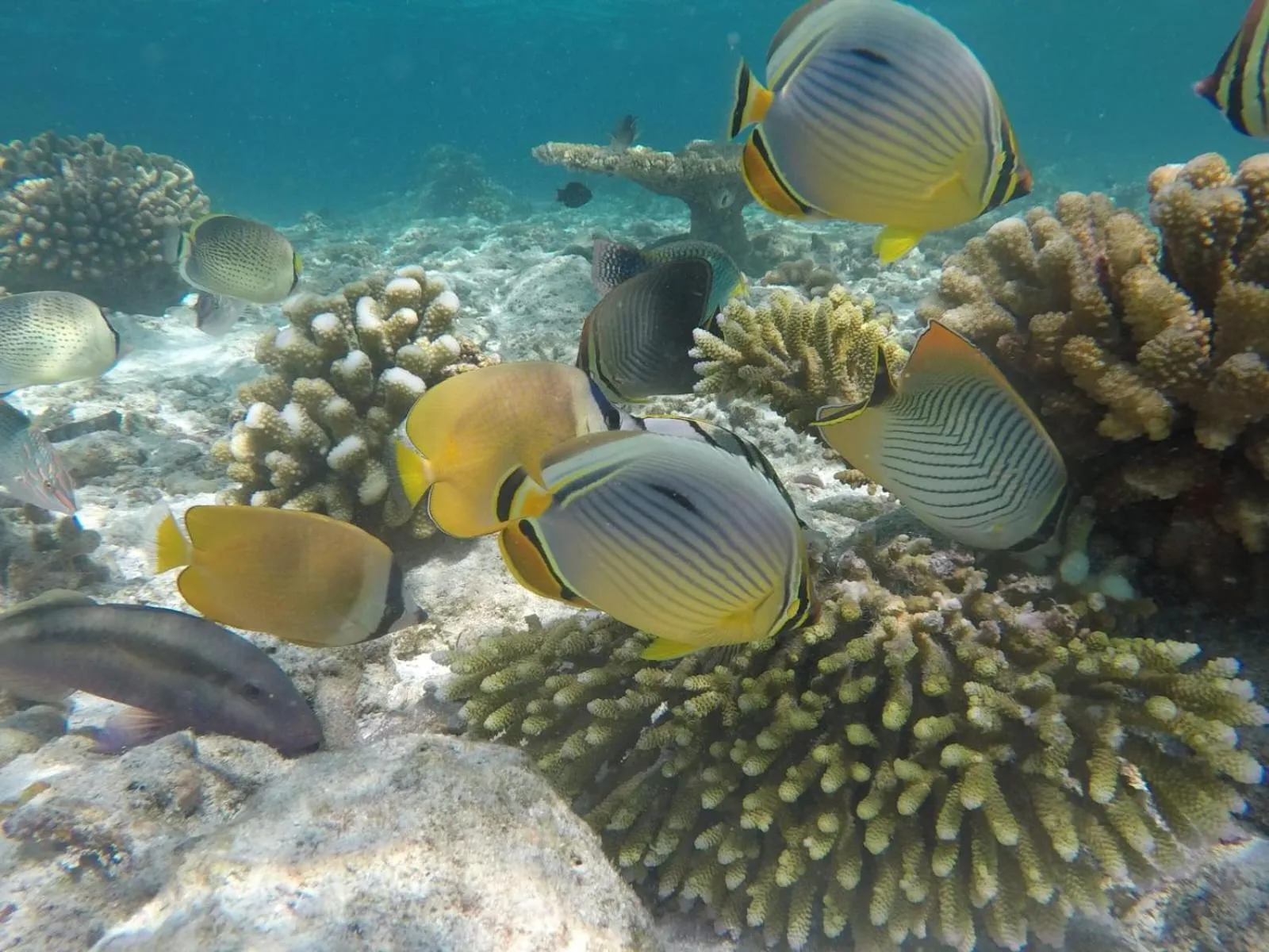 Animals in Moodhumaa Inn