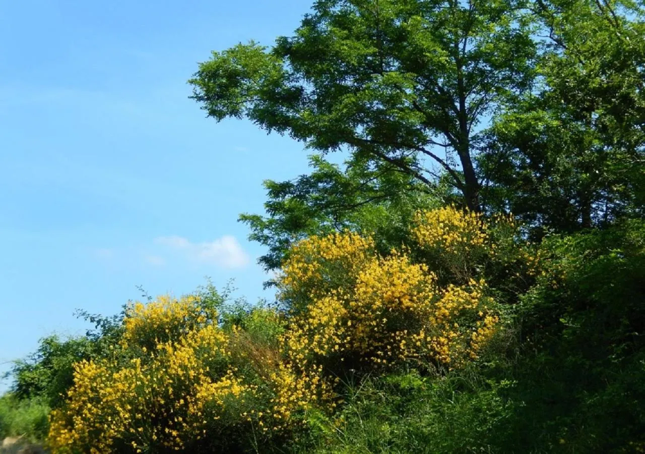 Natural landscape in Casa delle ginestre