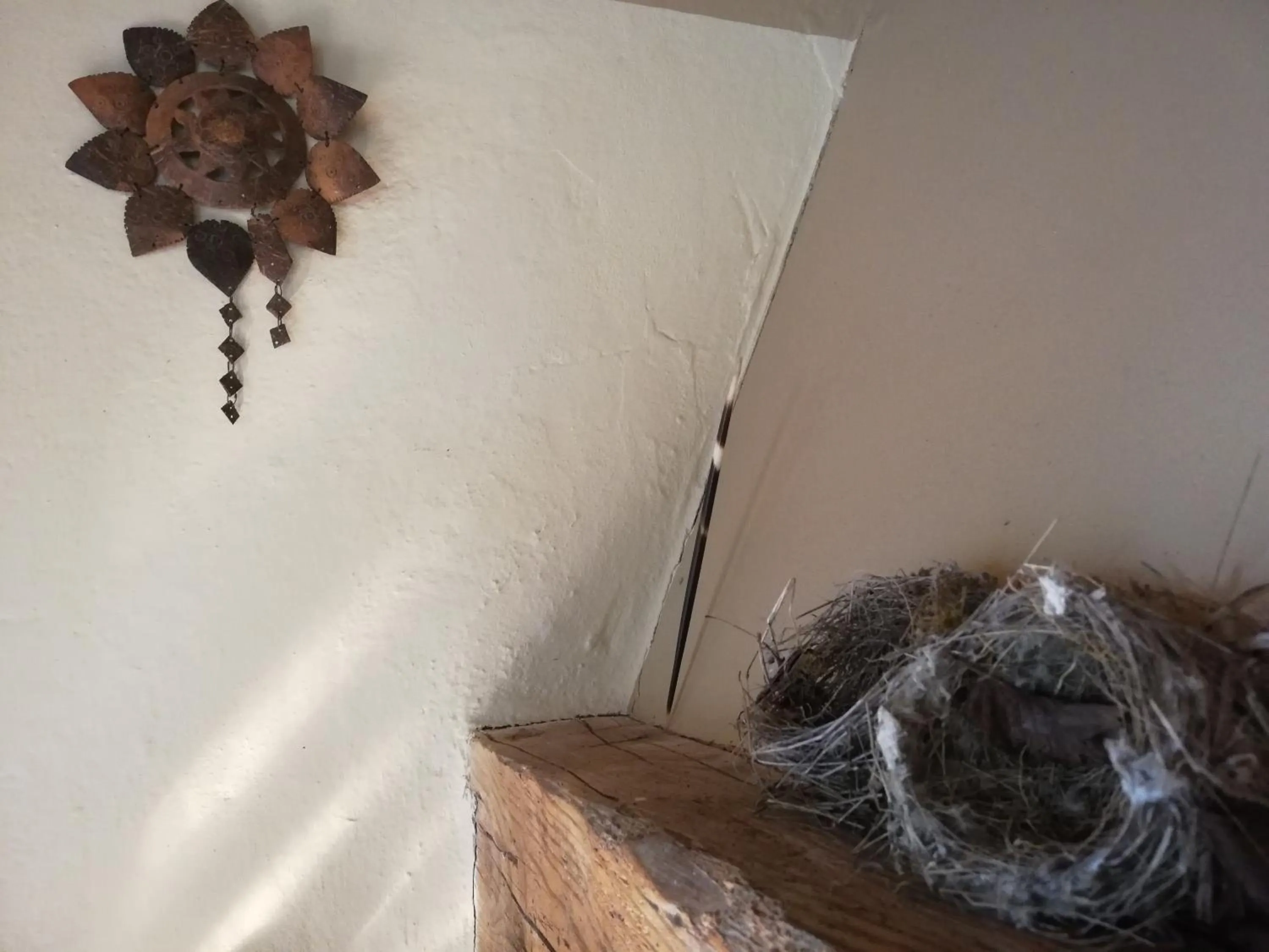 Animals in Casa delle ginestre