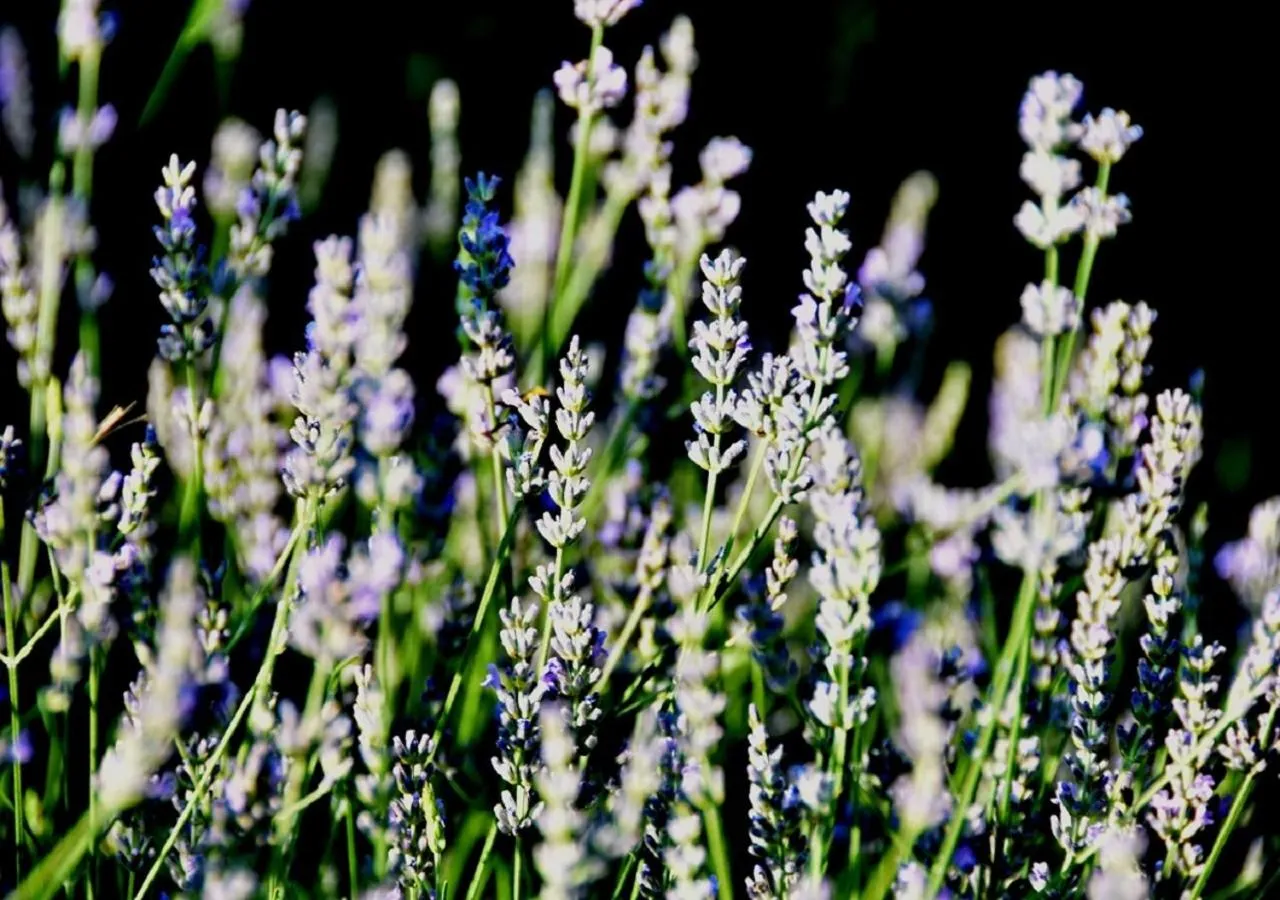 Day in Casa delle ginestre