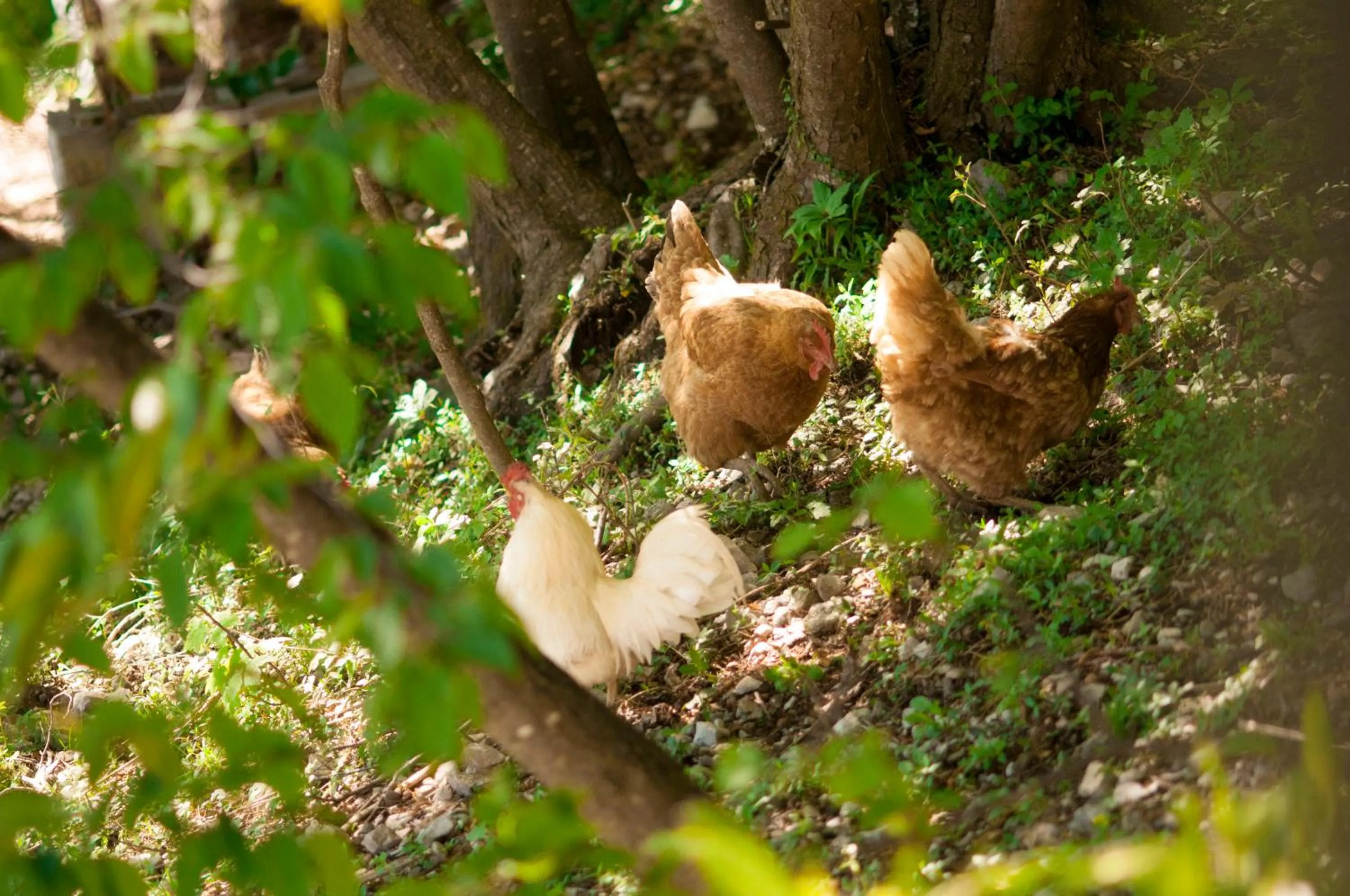 B&B Botton d'Oro Valle Imagna