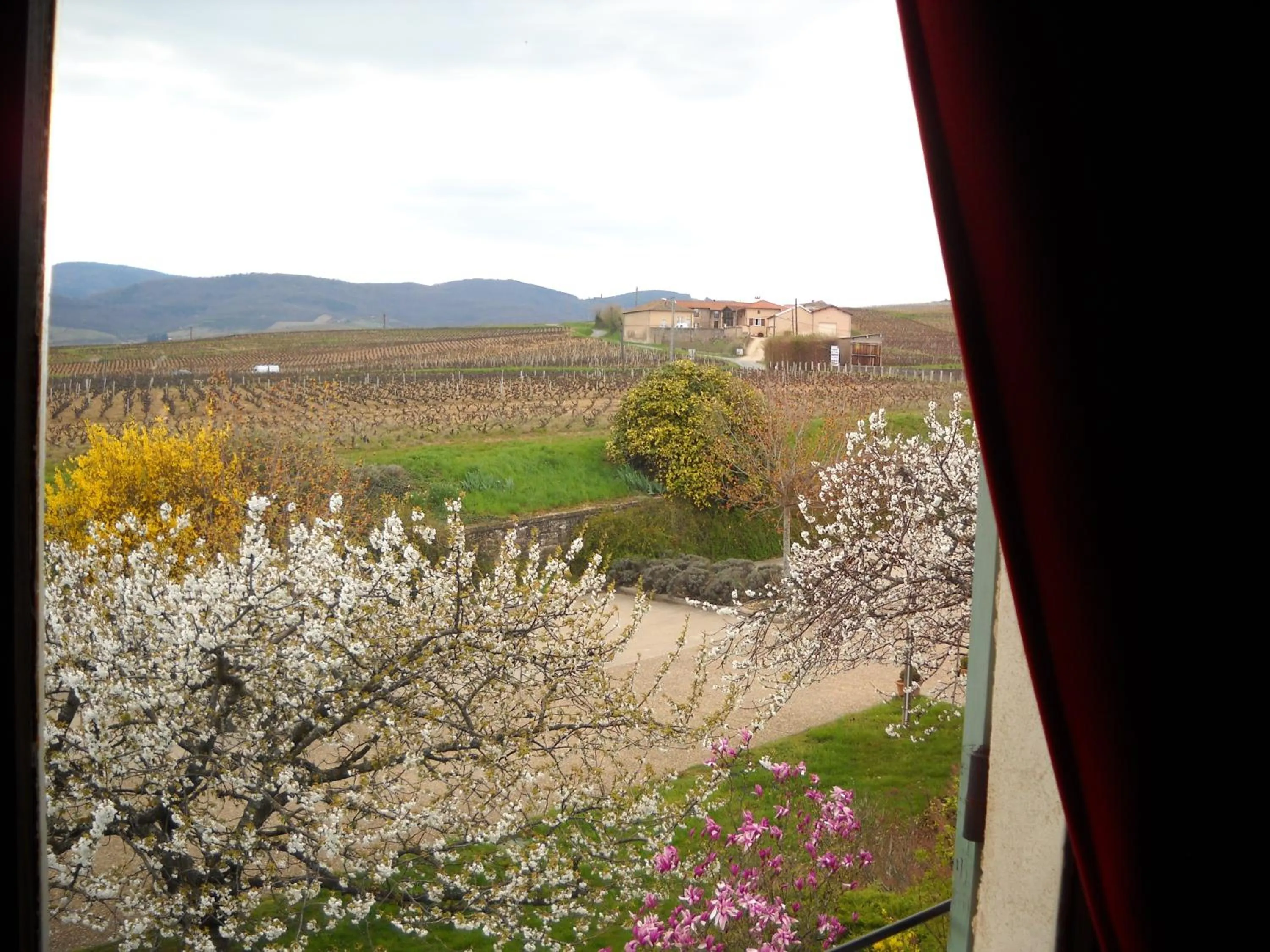 View (from property/room) in Hôtel des Vignes - Juliénas