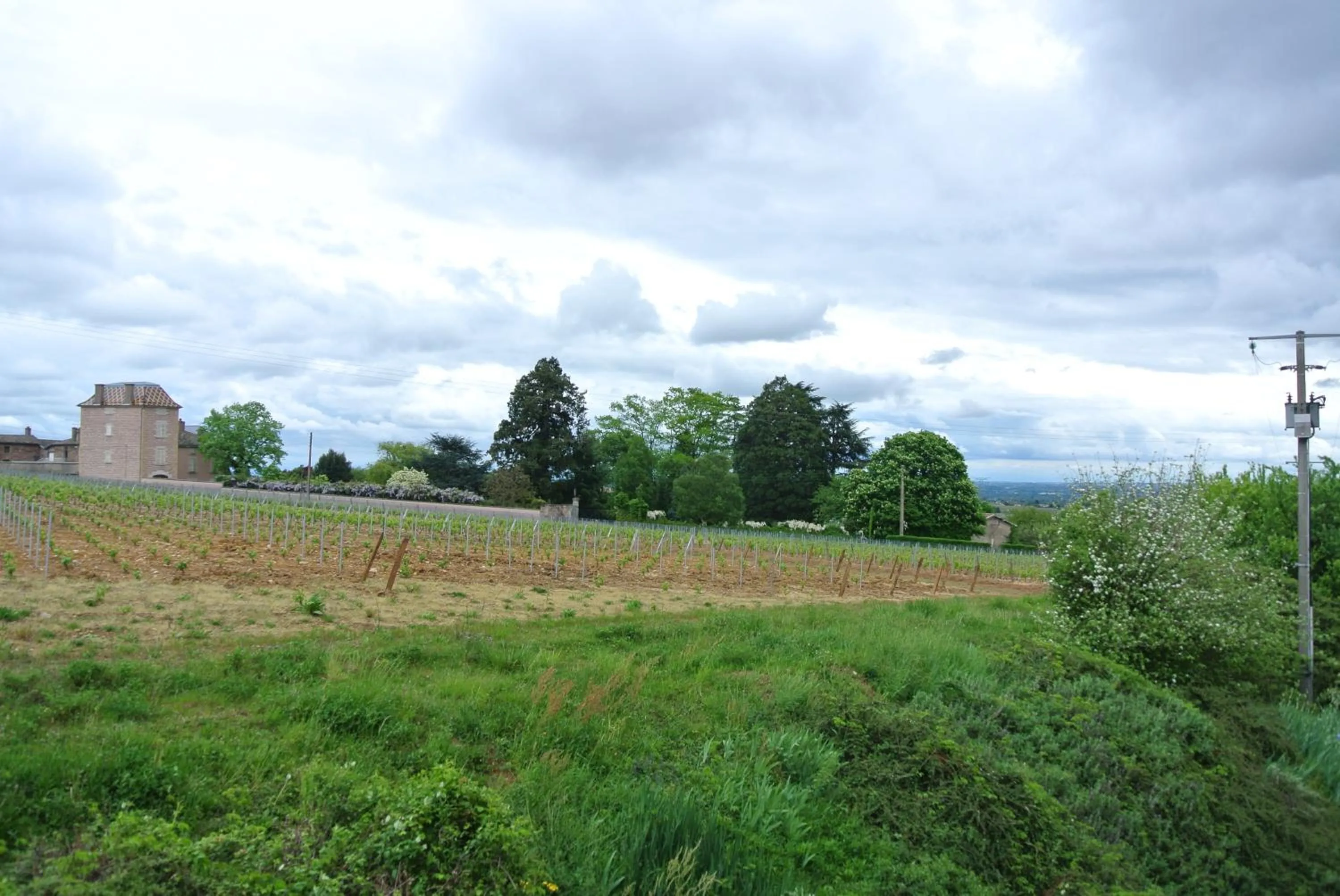 Natural landscape in Hôtel des Vignes - Juliénas