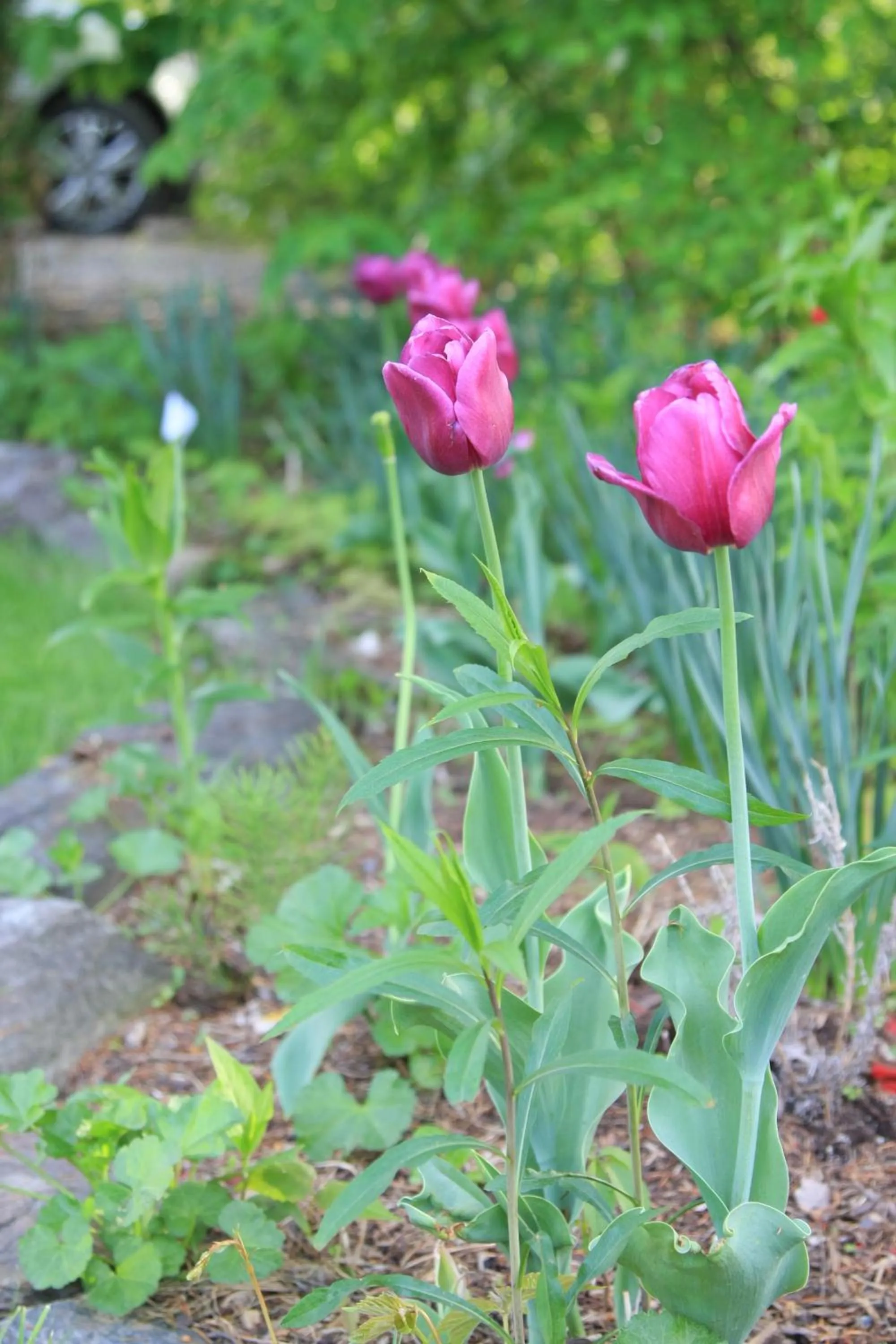 Garden in Phineas Swann Inn & Spa