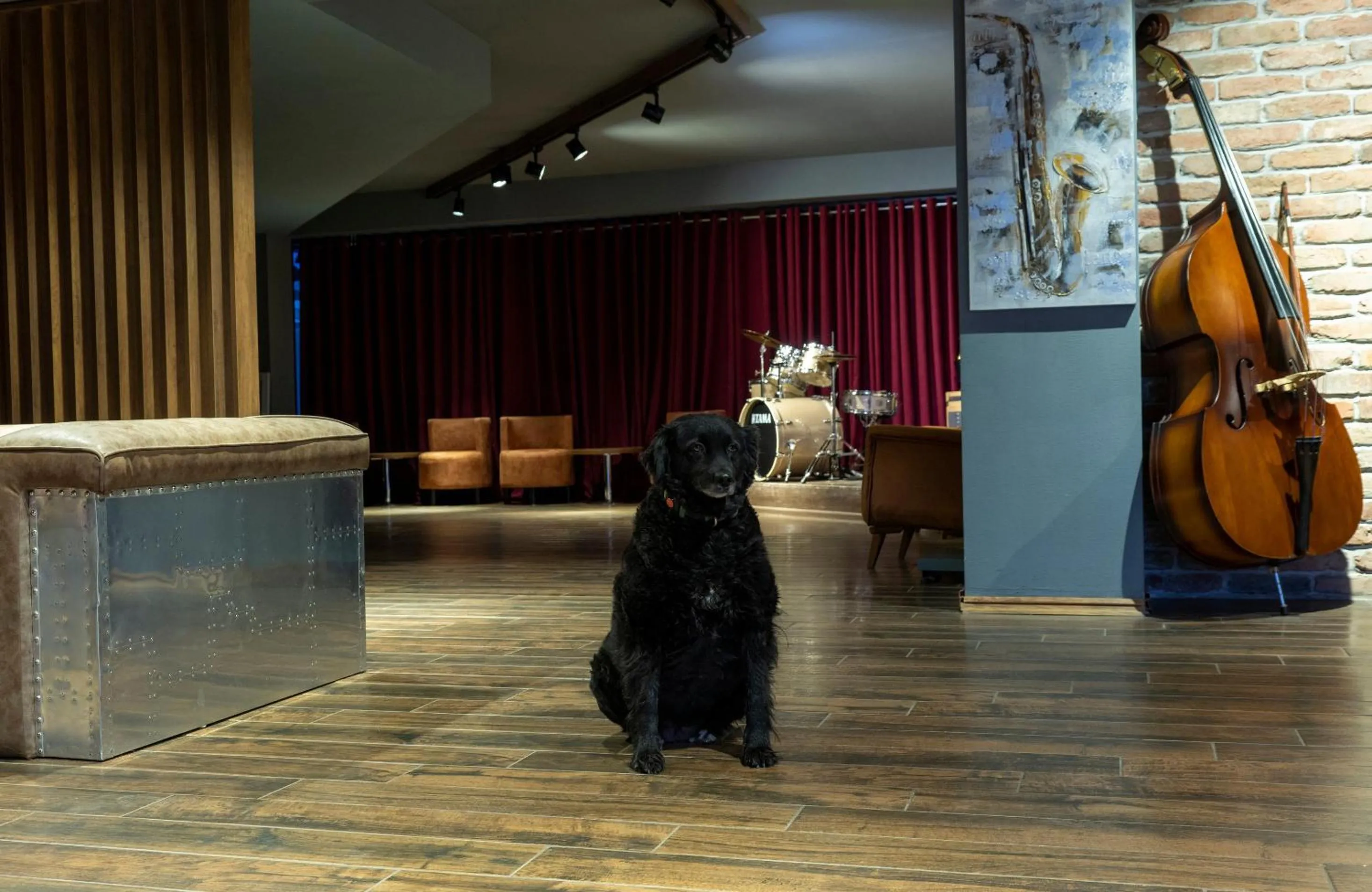 Pets in Jazz Hotel