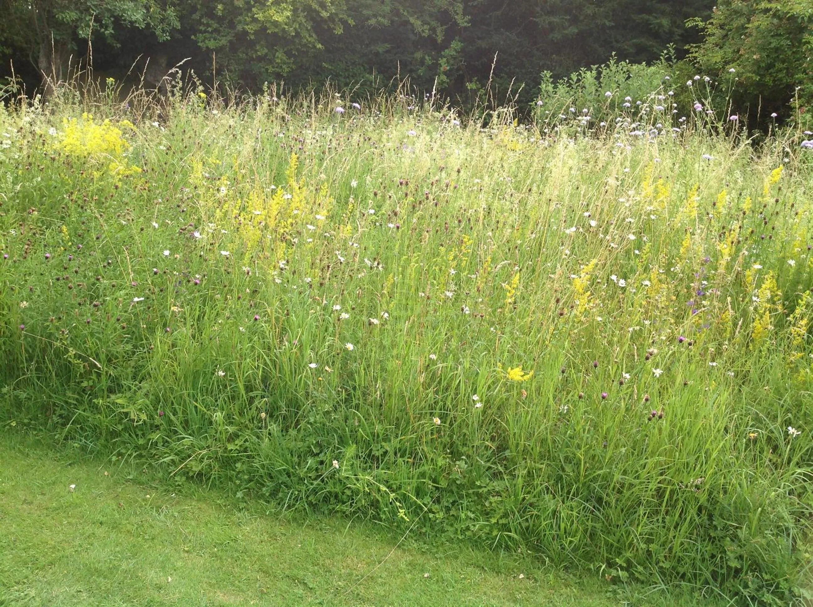 Garden view in The Mill House