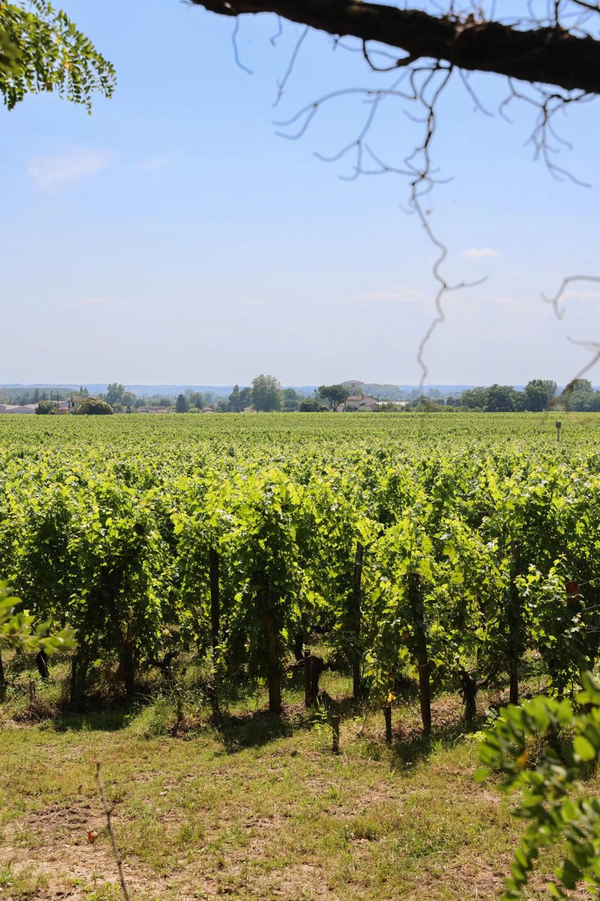 Natural landscape in Château Hôtel Grand Barrail