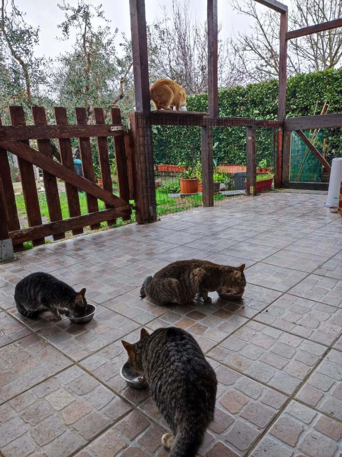 Pets in Corte Buenavista