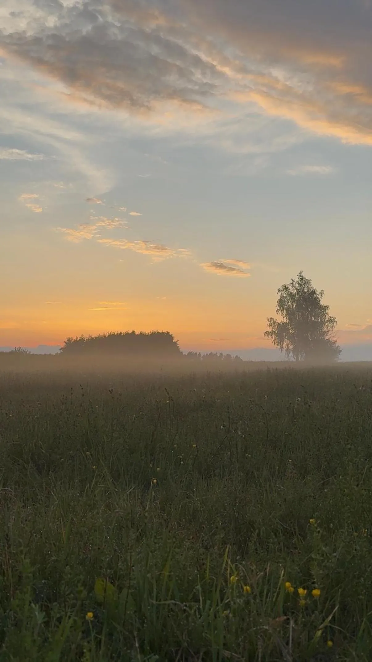 Wypoczynek pod Lipami