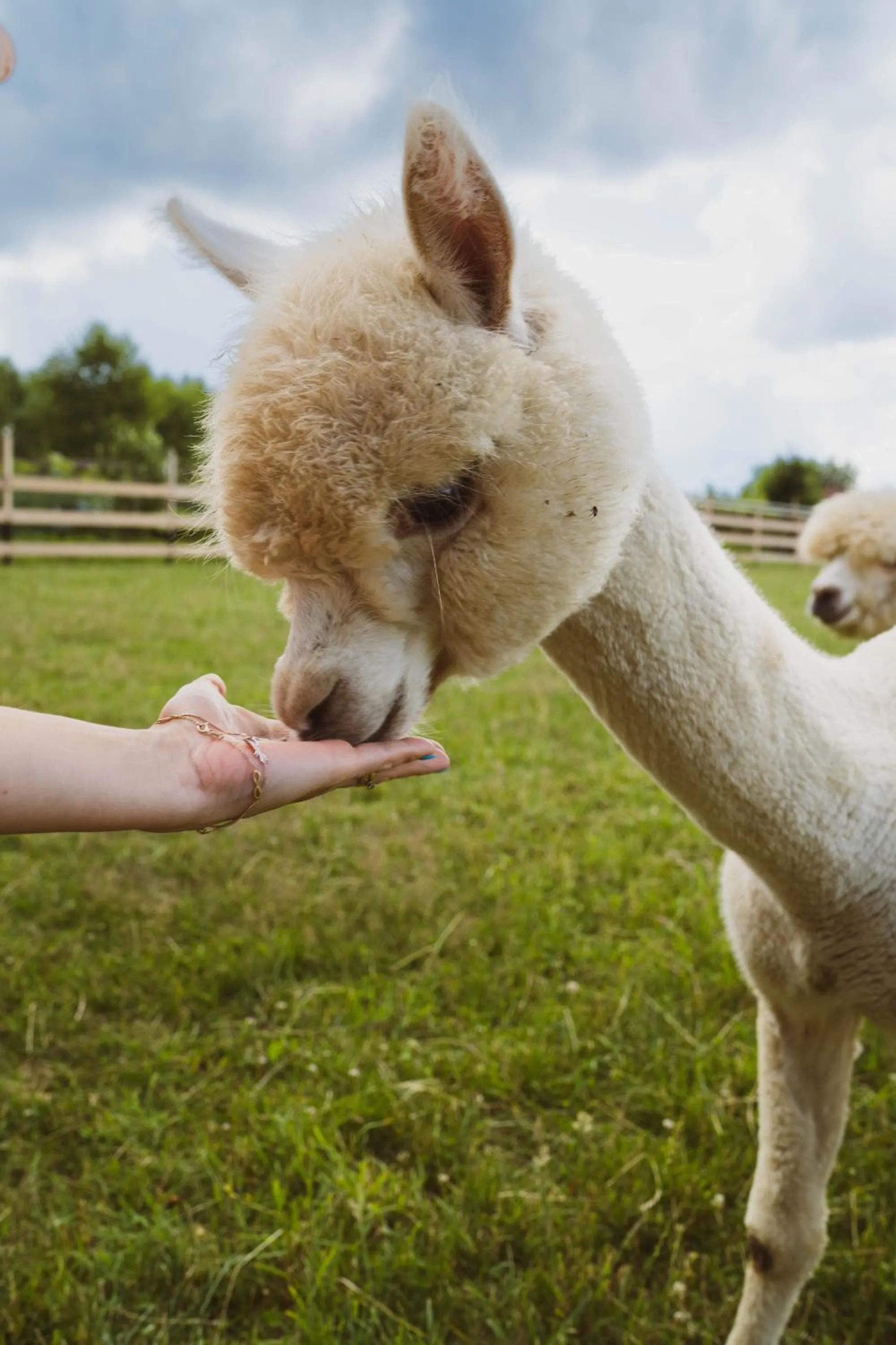 Wypoczynek pod Lipami