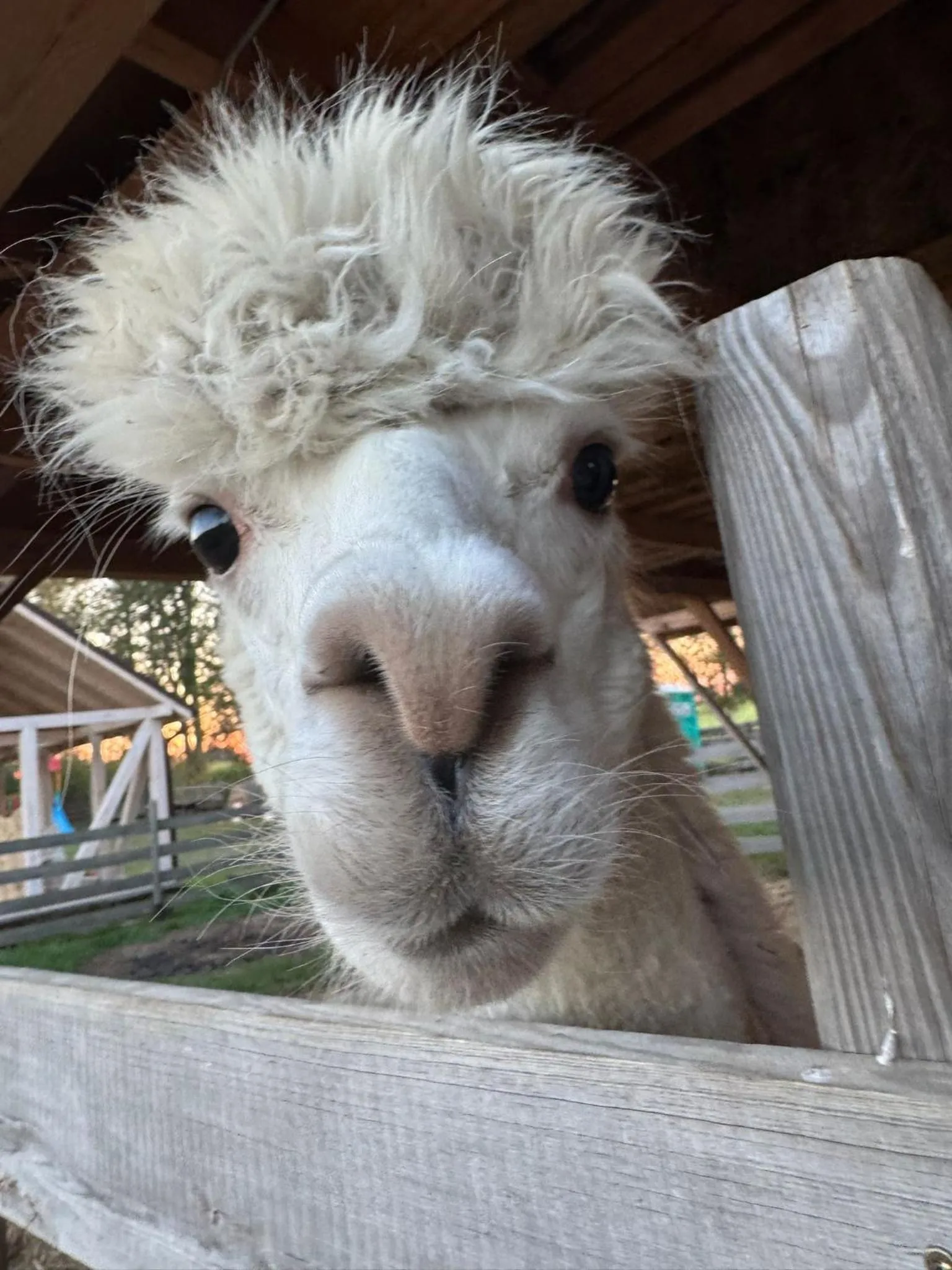 Wypoczynek pod Lipami