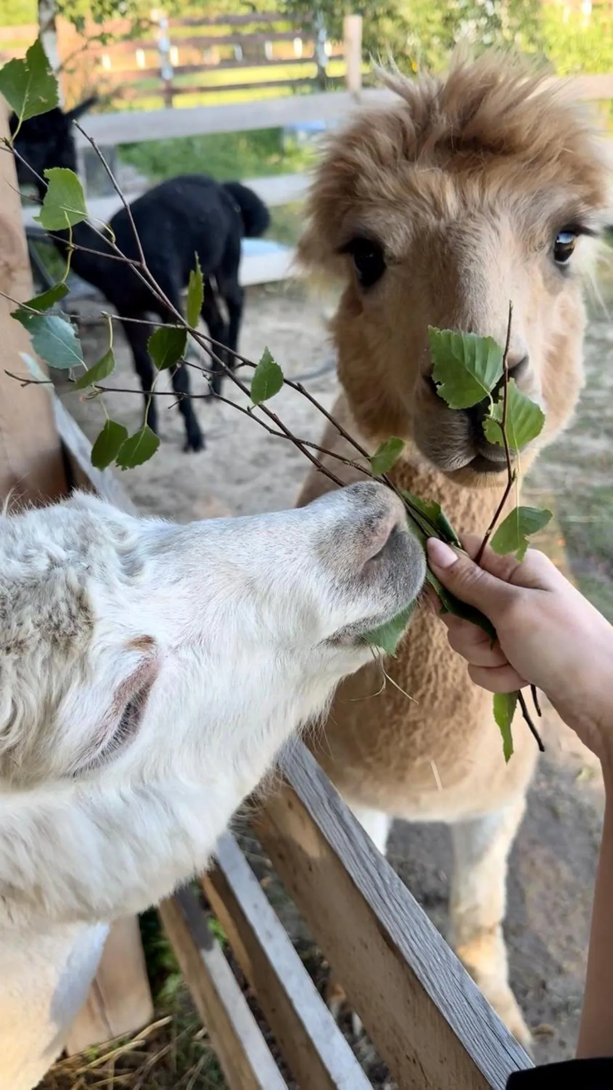 Wypoczynek pod Lipami