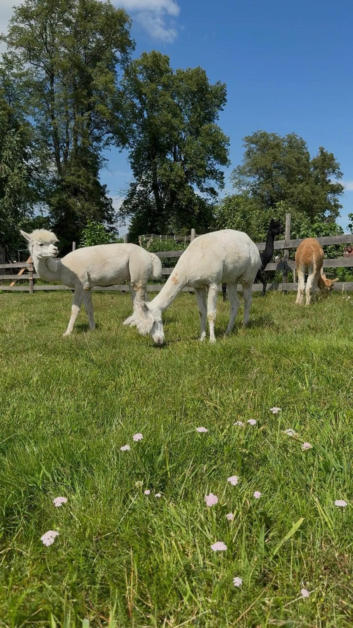 Wypoczynek pod Lipami