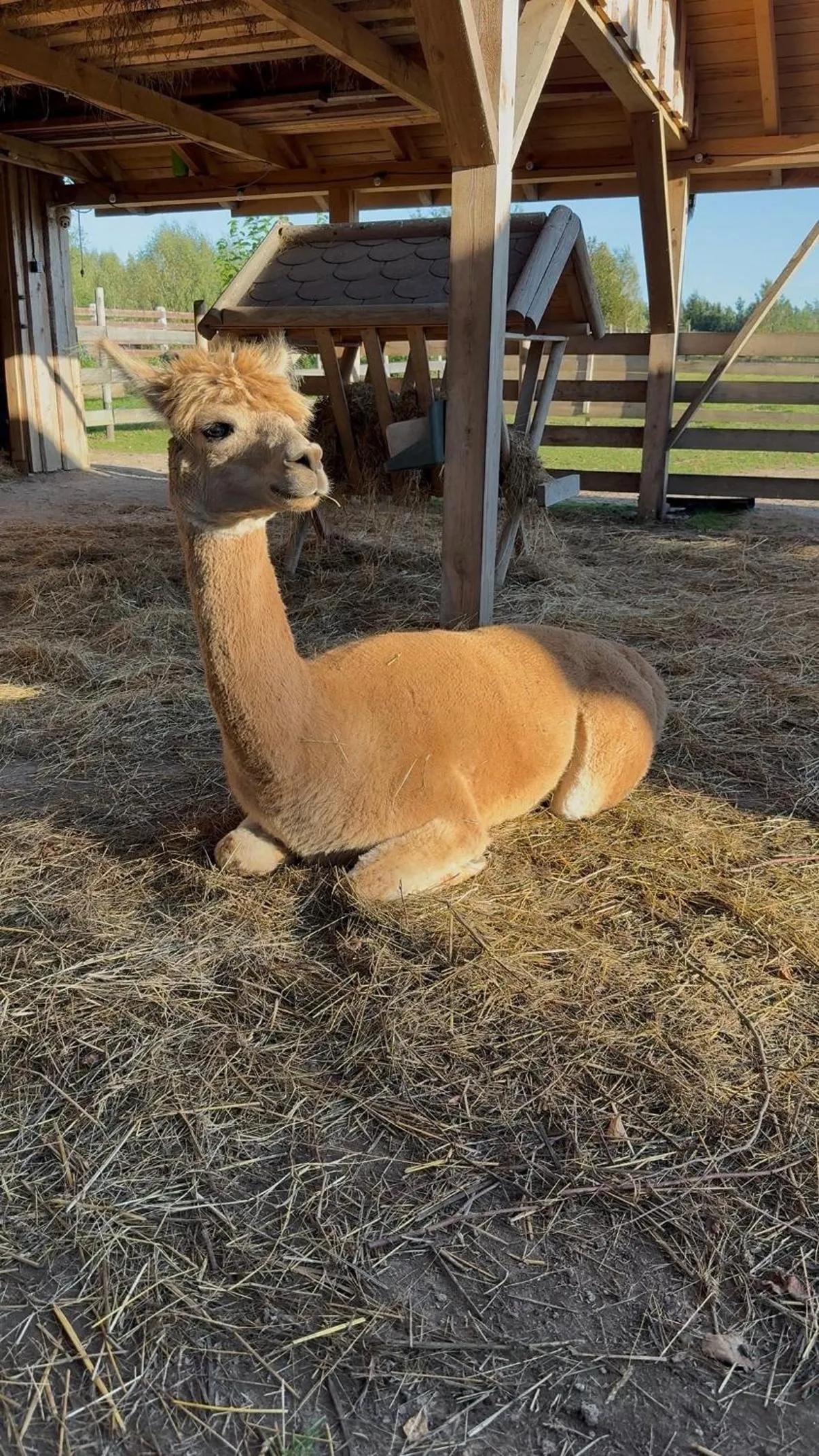 Wypoczynek pod Lipami