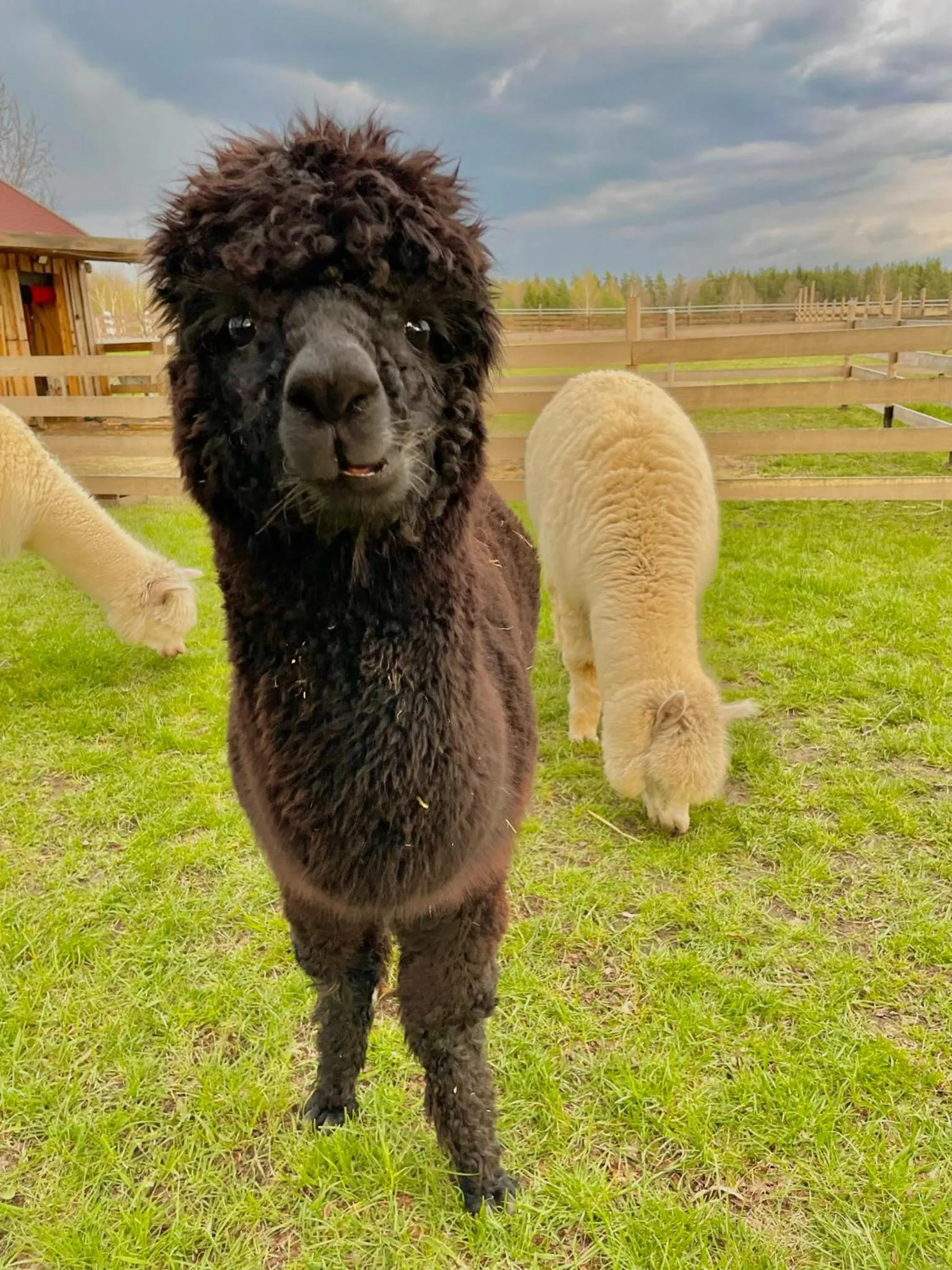 Wypoczynek pod Lipami