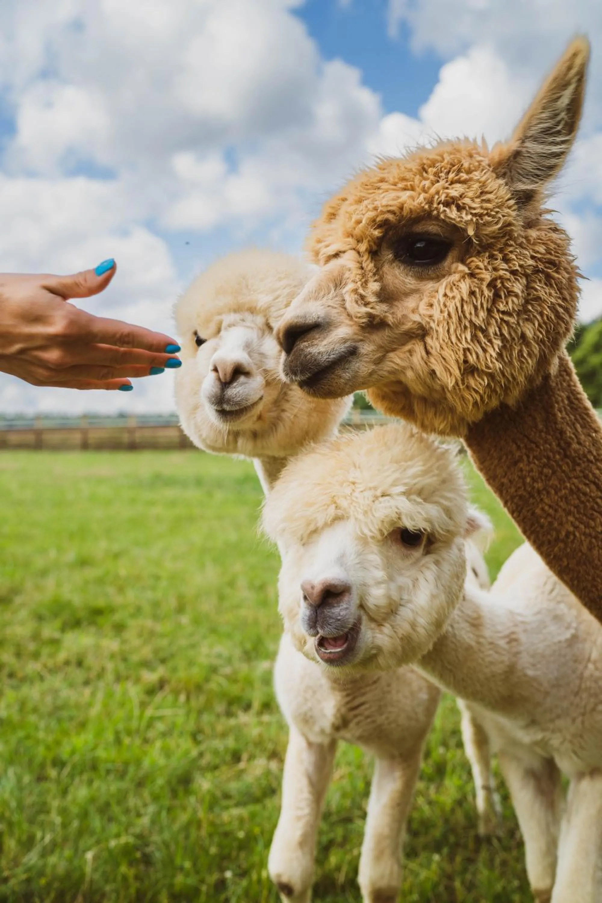 Animals in Wypoczynek pod Lipami