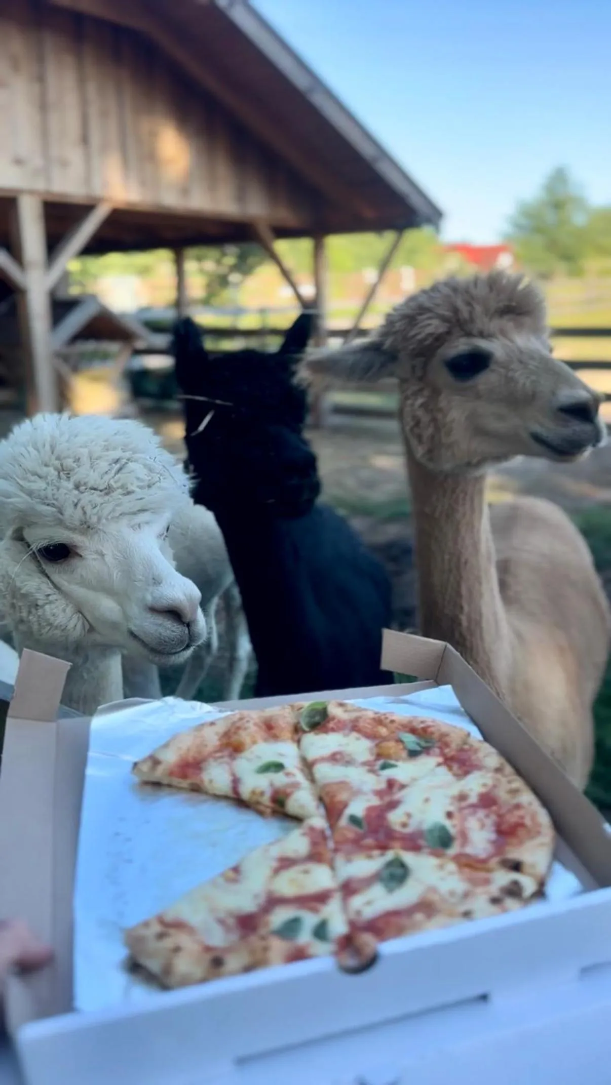 Wypoczynek pod Lipami