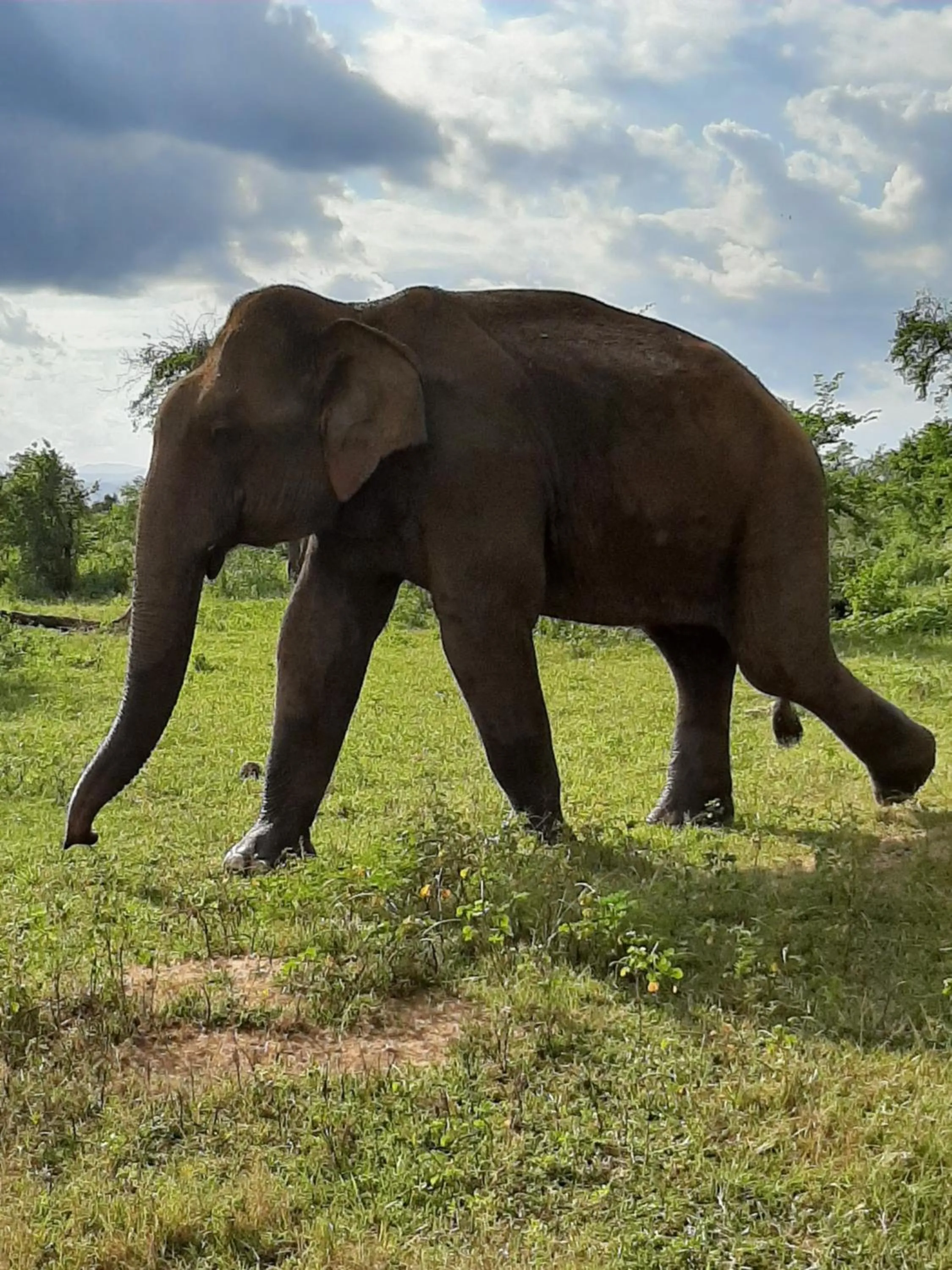 Animals in Elephant Lodge