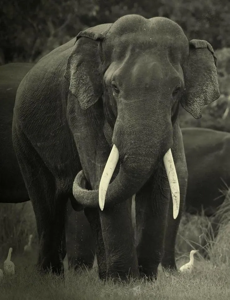Nearby landmark in Elephant Lodge