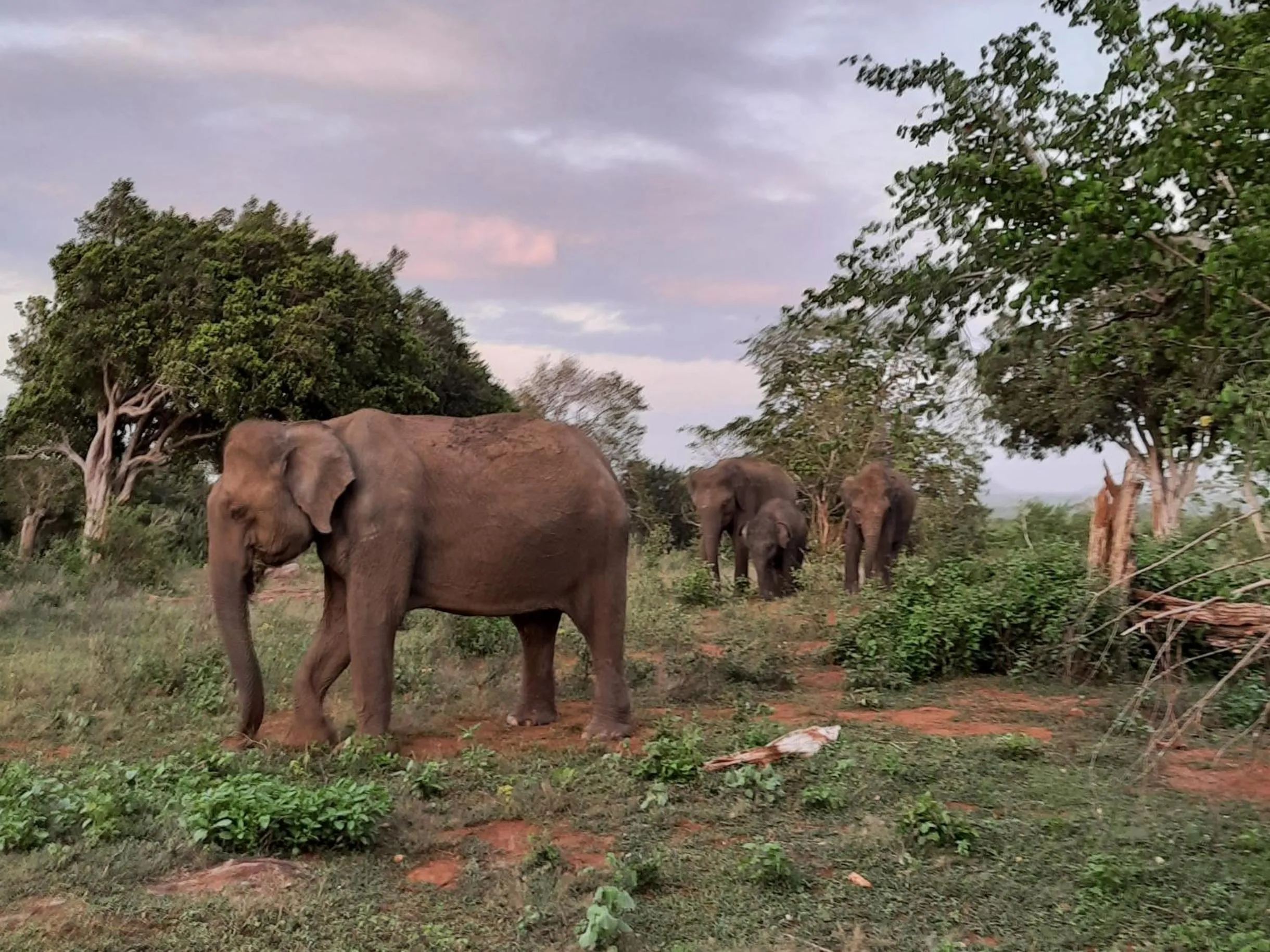 Natural landscape in Elephant Lodge
