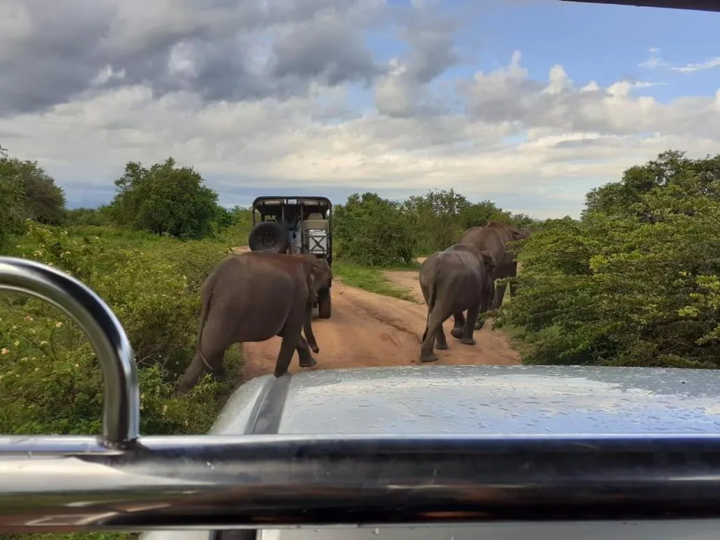 Animals in Elephant Lodge