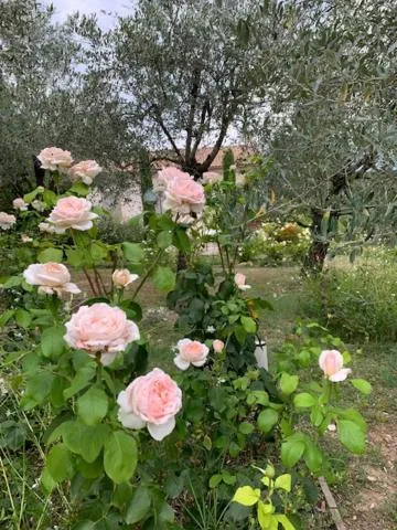 Garden view in L 'Havéli