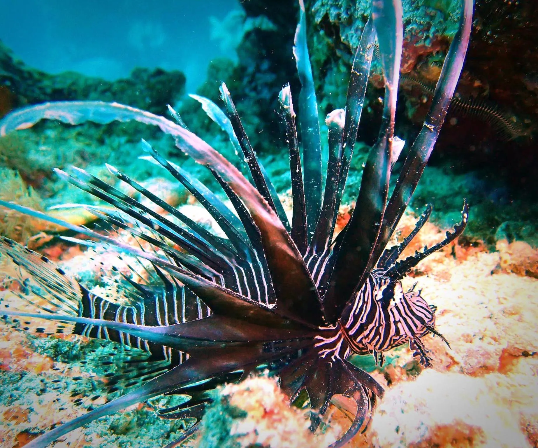 Love's Beach & Dive Resort