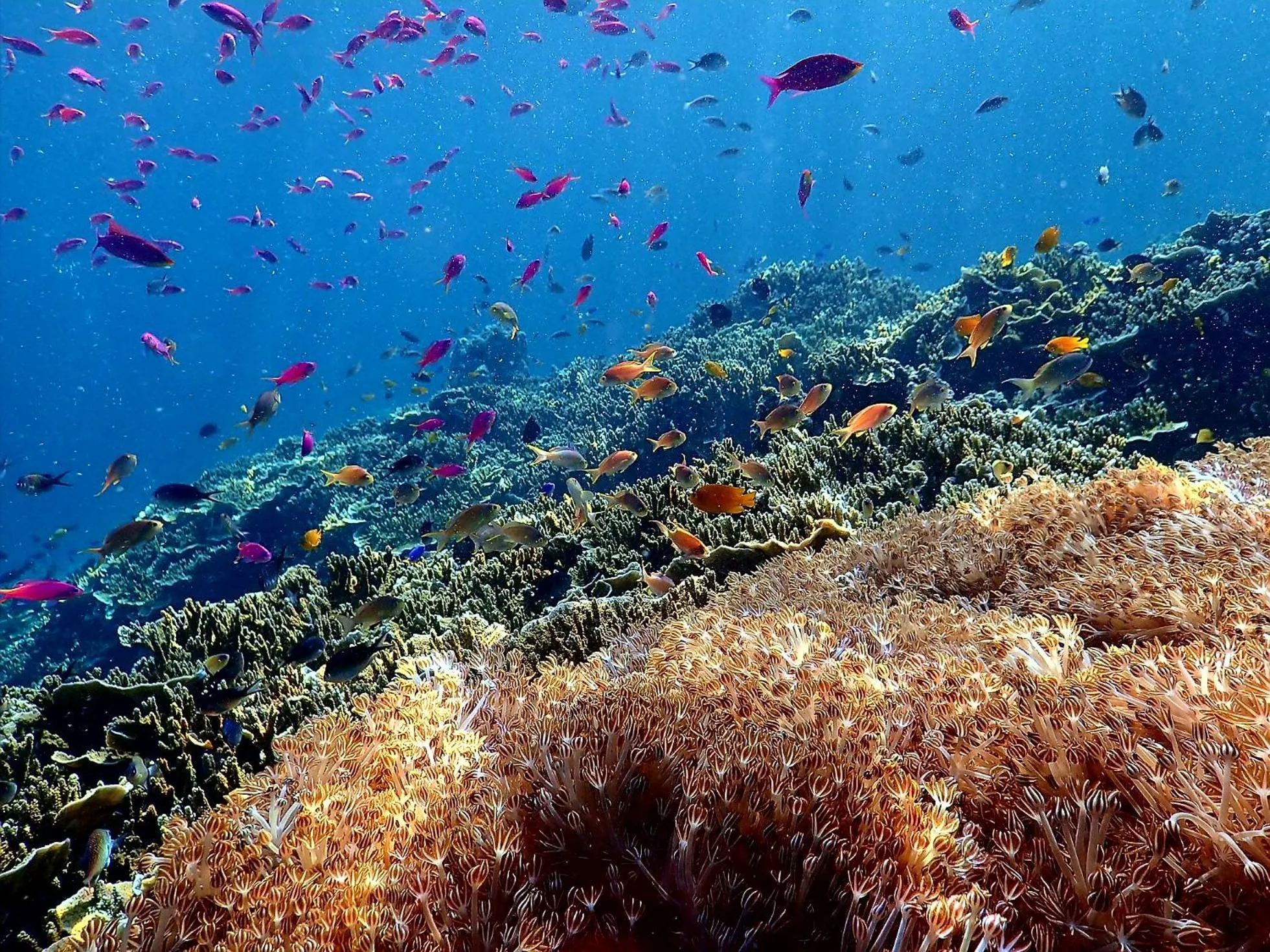 Love's Beach & Dive Resort