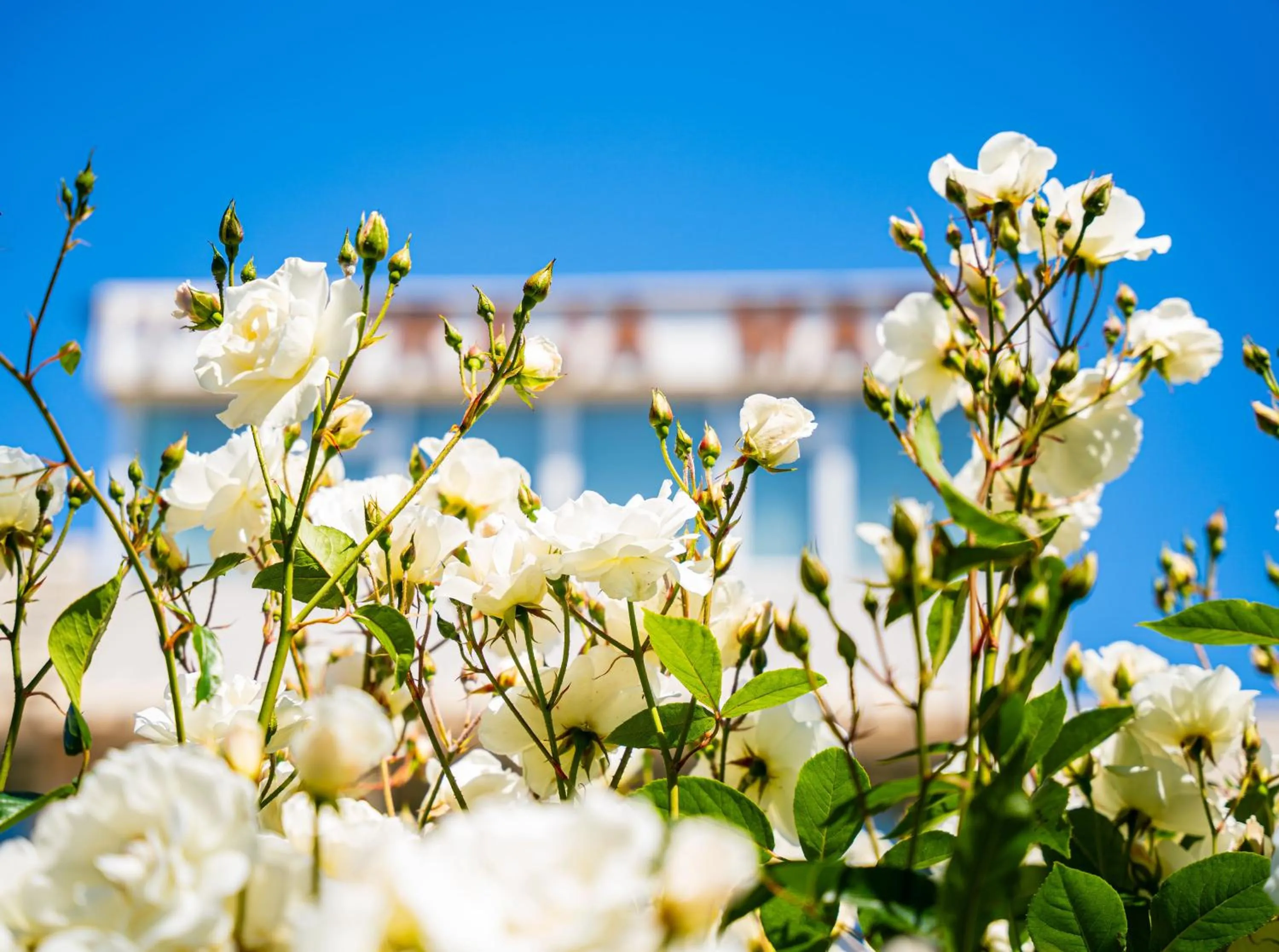 Property building in Complex Vraja Mării Costinești