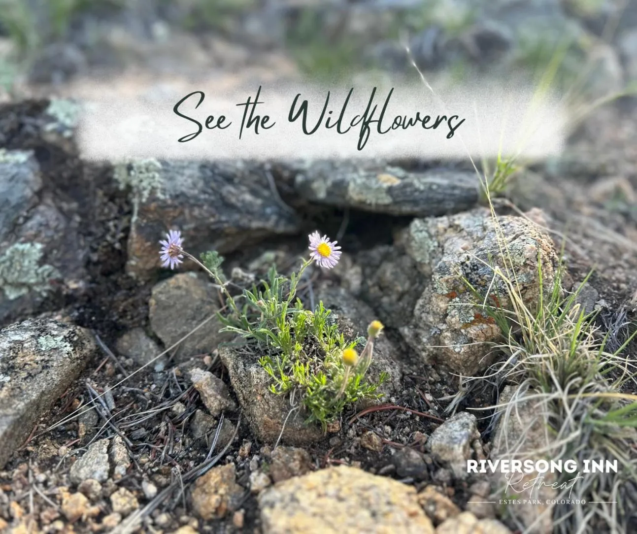 Patio in Riversong Inn Retreat