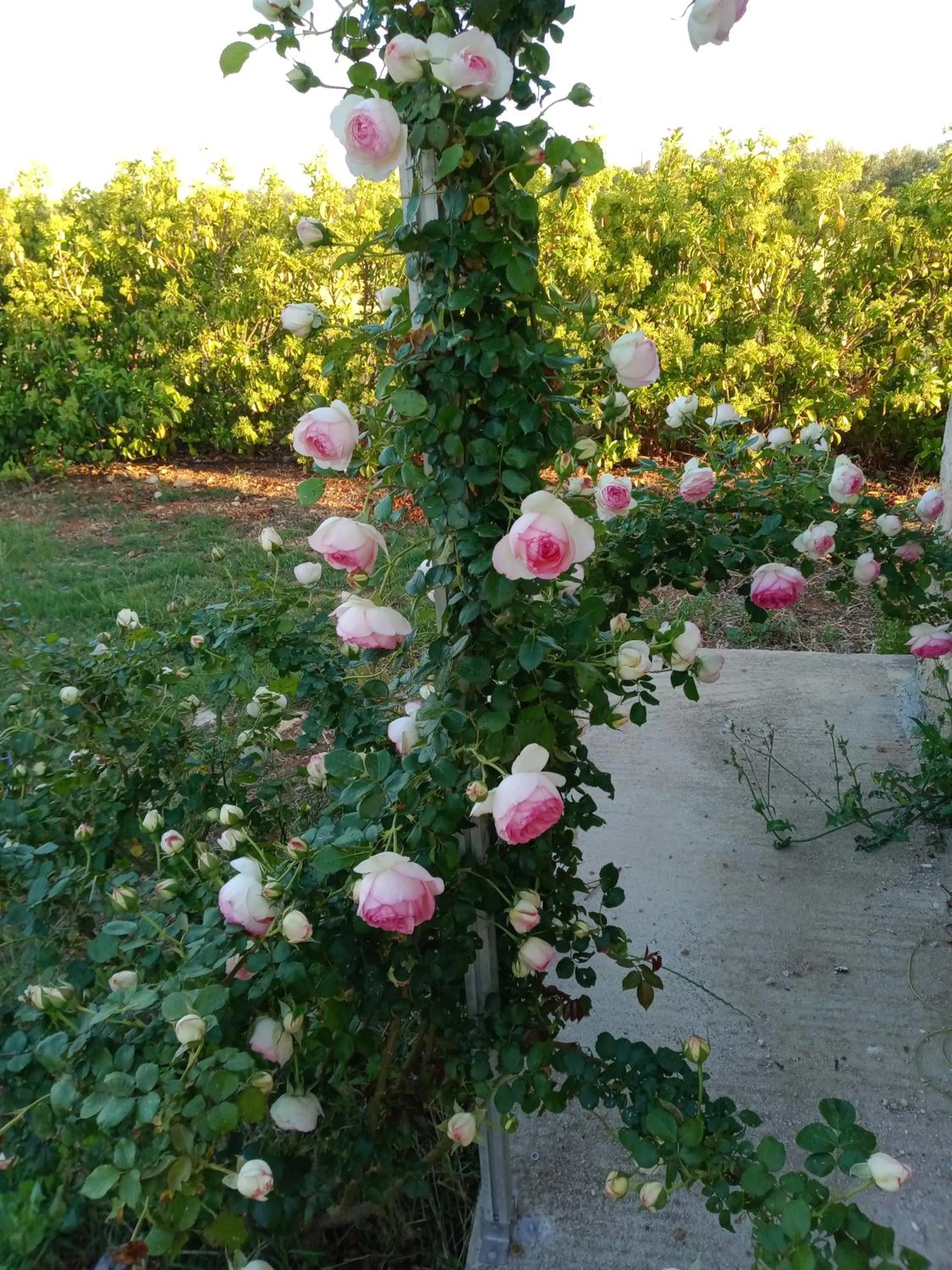 Garden in Il giardino dei tramonti