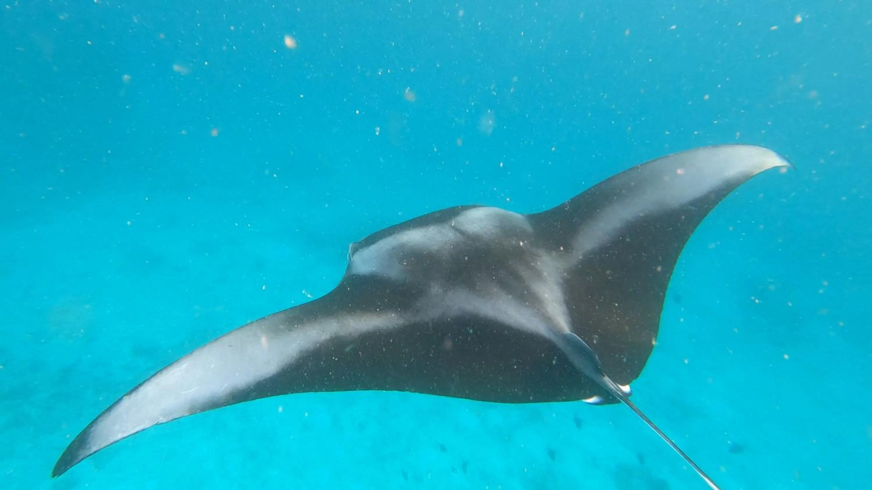 Snorkeling in Dhangethi INN