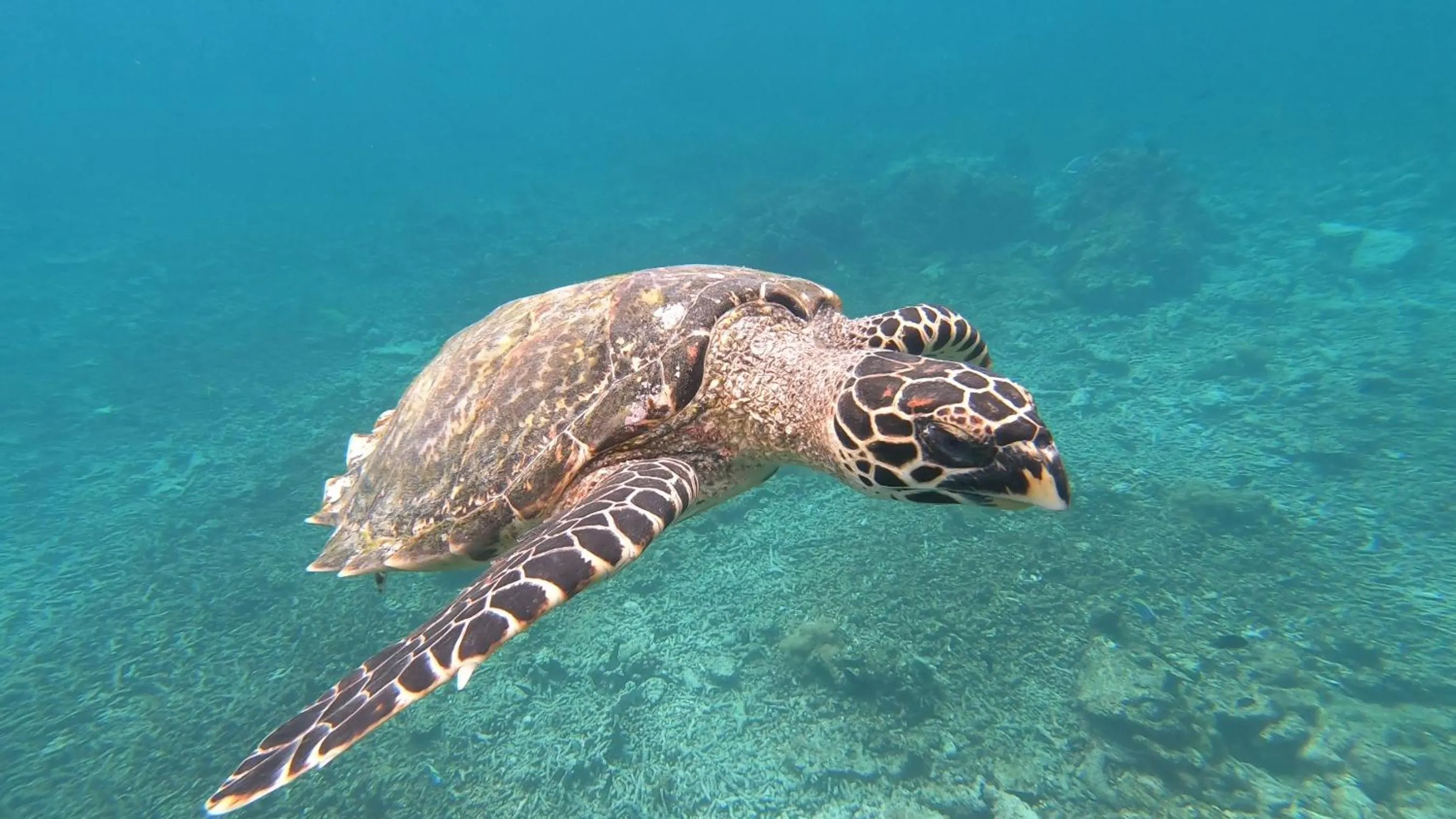 Snorkeling in Dhangethi INN
