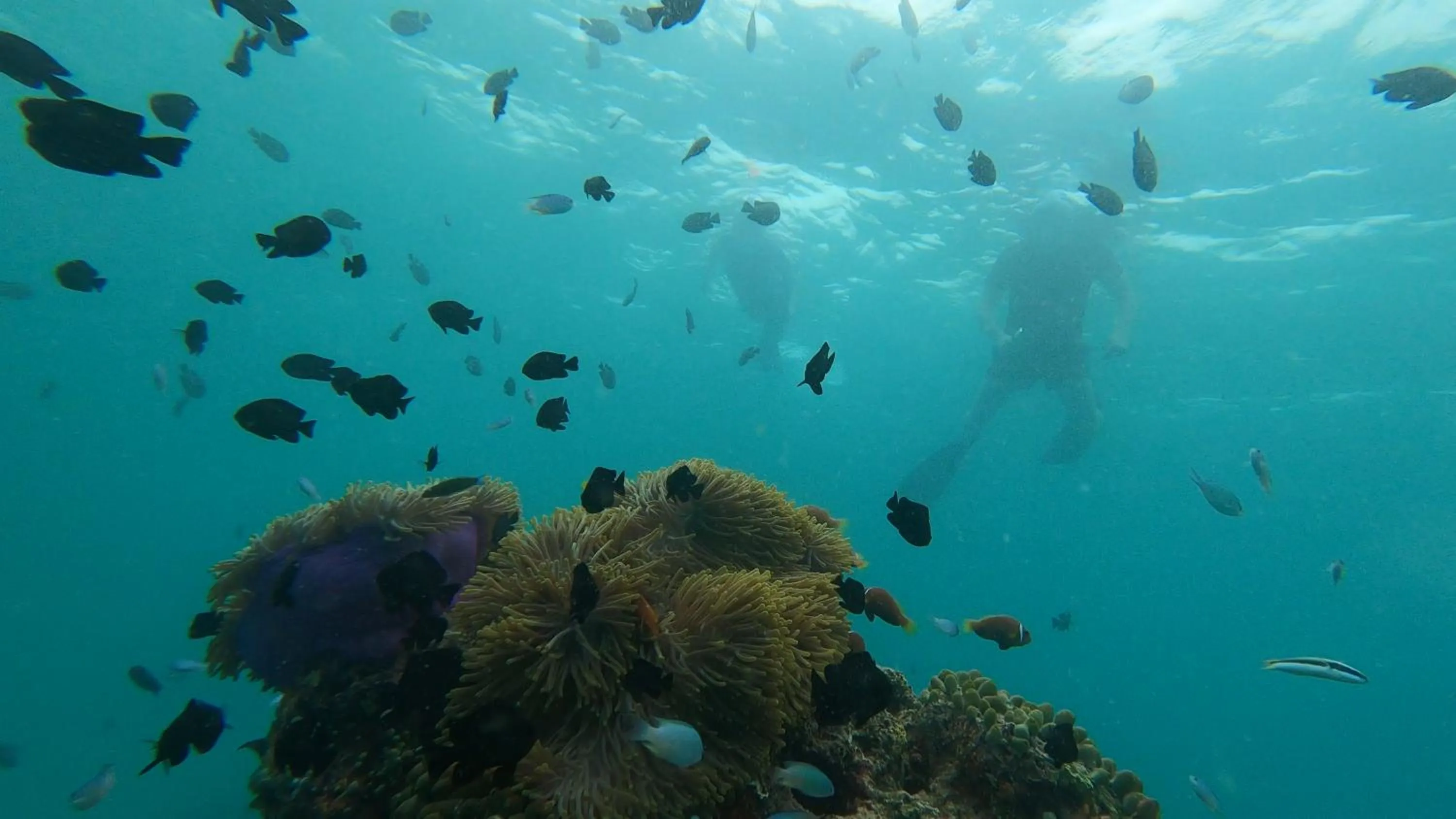 Snorkeling in Dhangethi INN